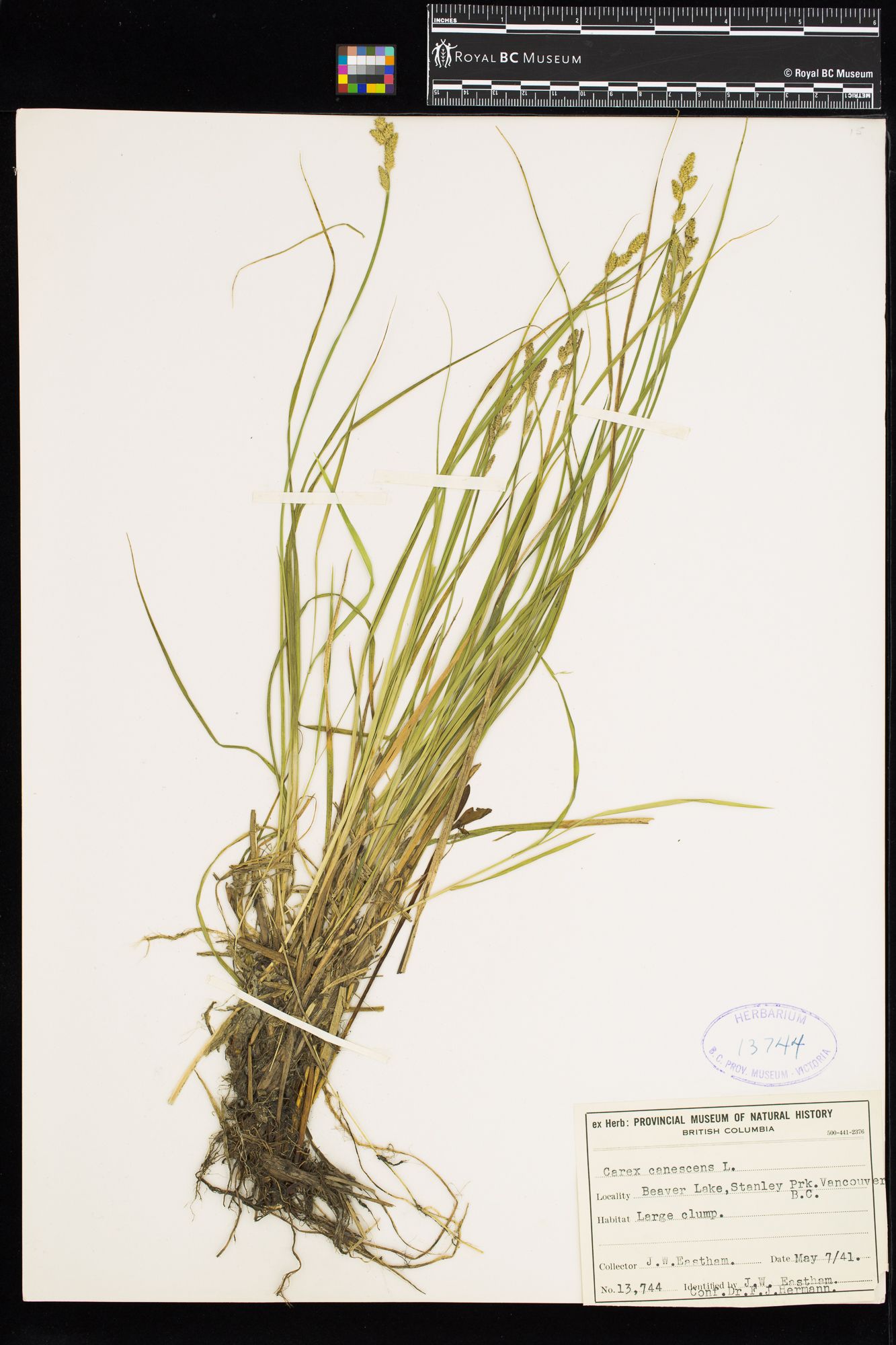 Image representing Carex canescens.