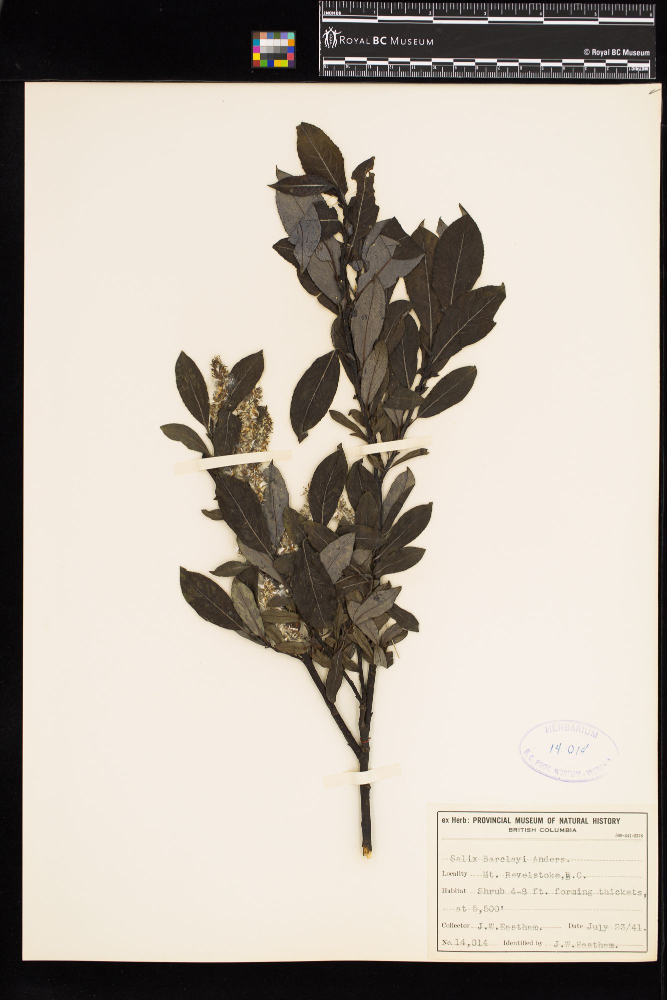 Image representing Salix barclayi.