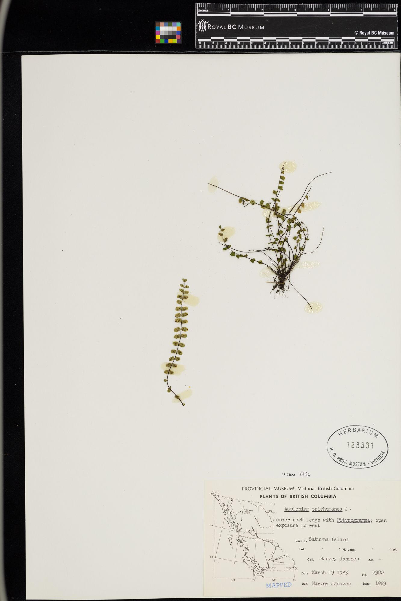 Image representing Asplenium trichomanes.