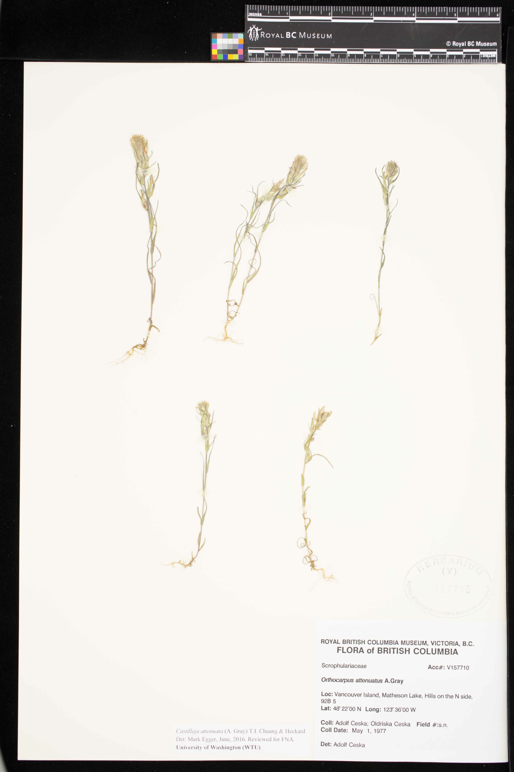 Image representing Castilleja attenuata.