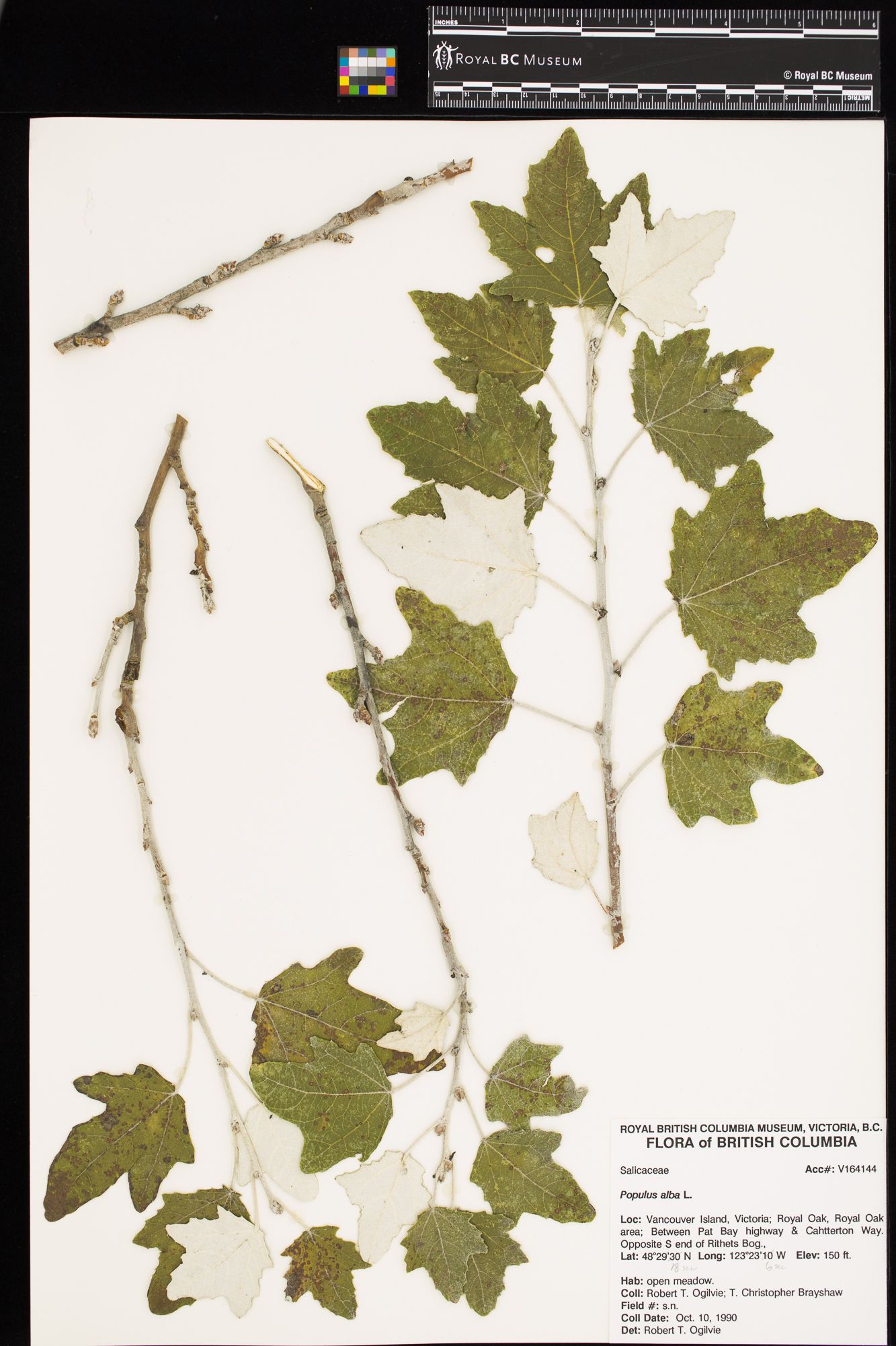 Image representing Populus alba.