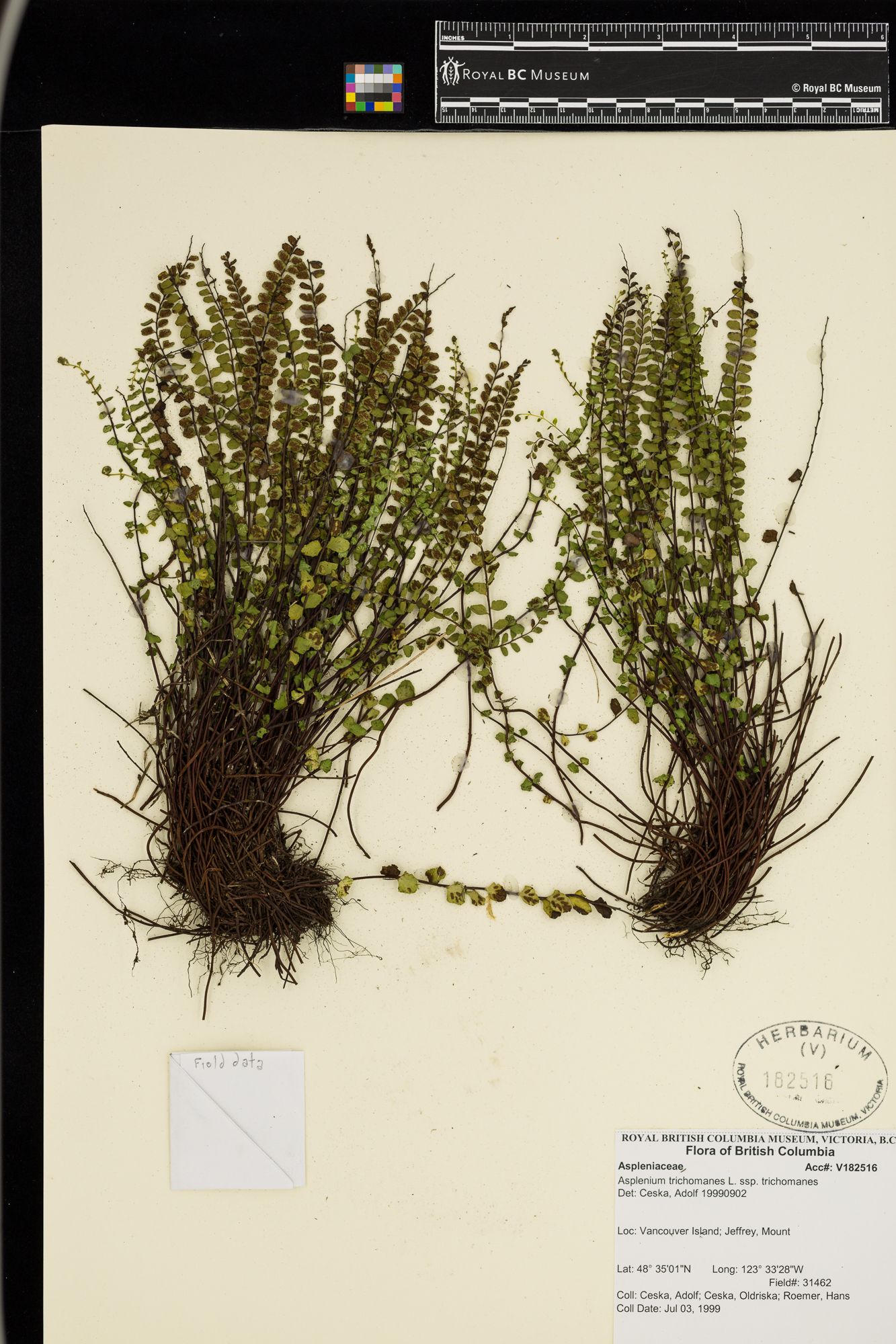 Image representing Asplenium trichomanes ssp. trichomanes.