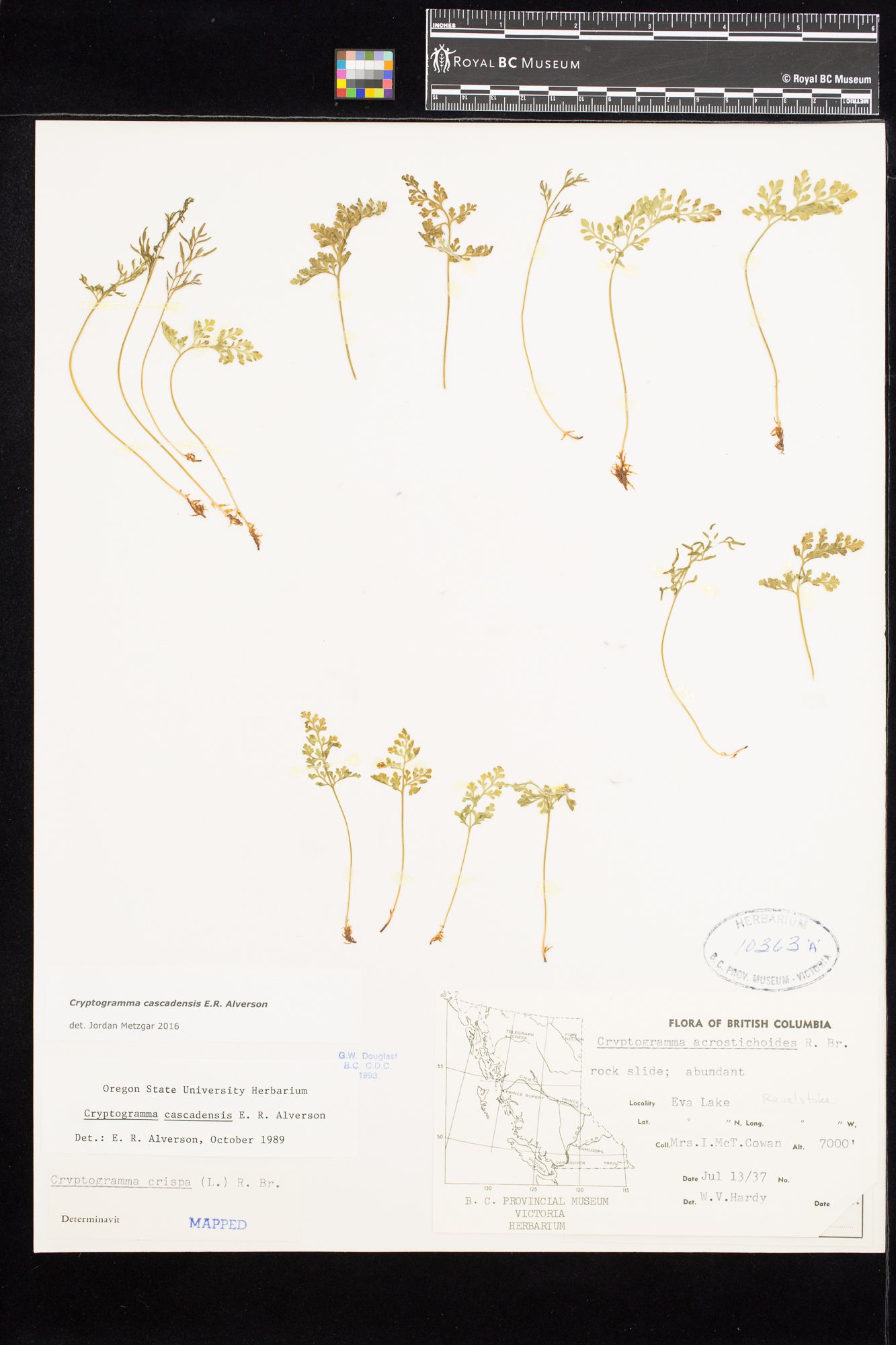 Image representing Cryptogramma cascadensis.