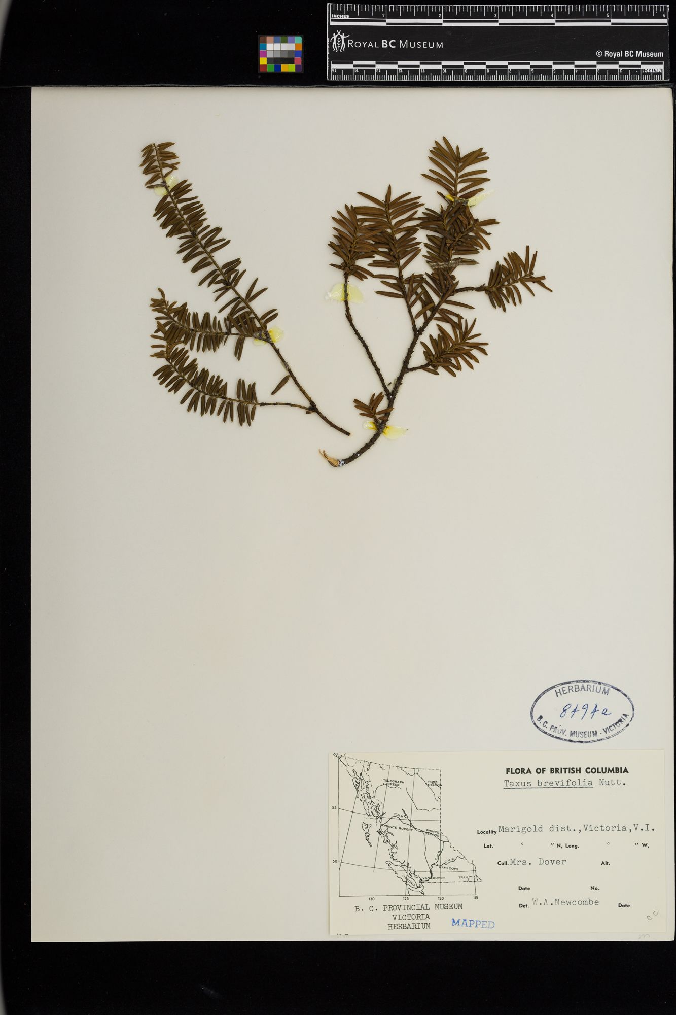 Image representing Taxus brevifolia.