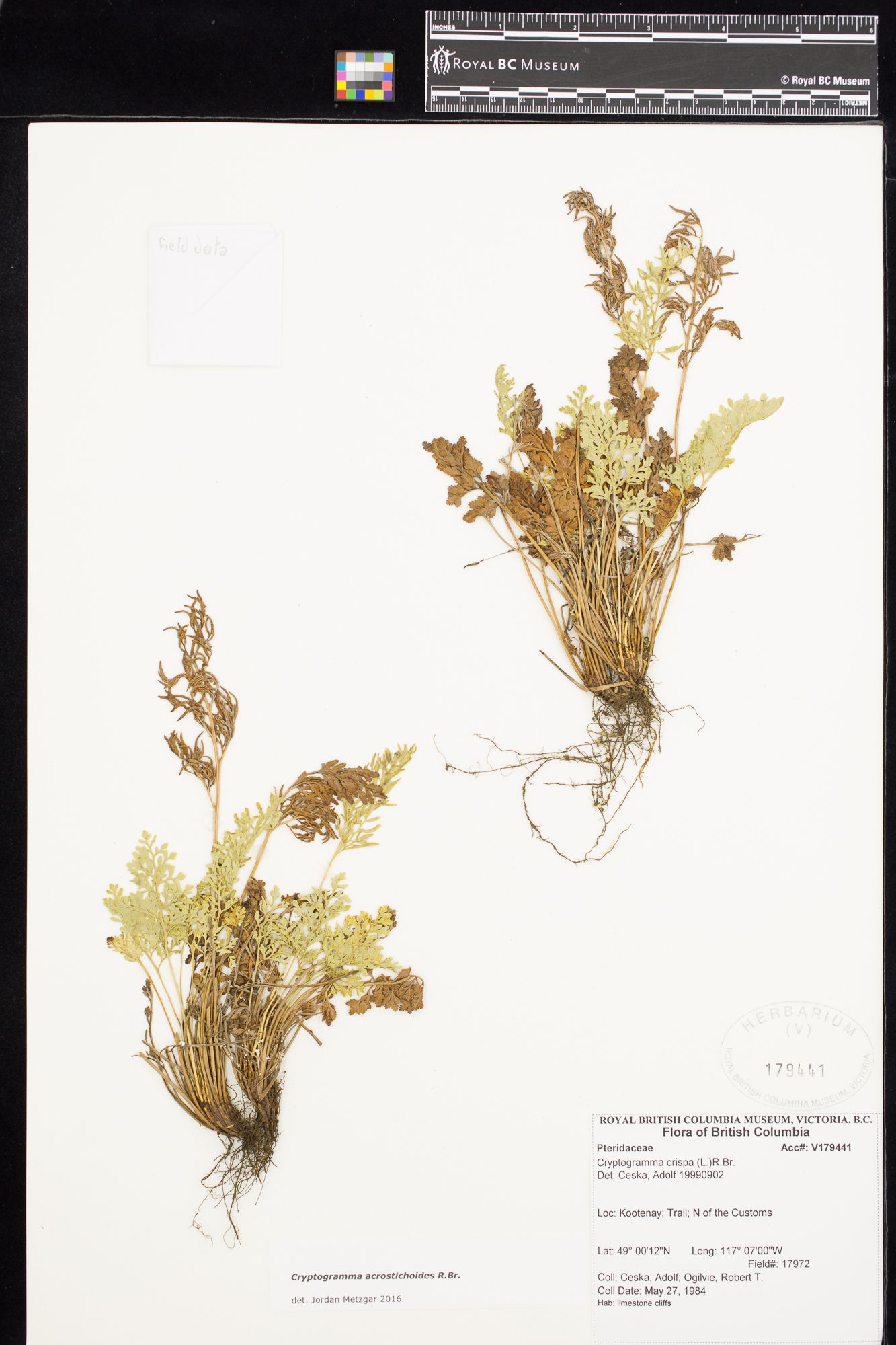 Image representing Cryptogramma crispa.