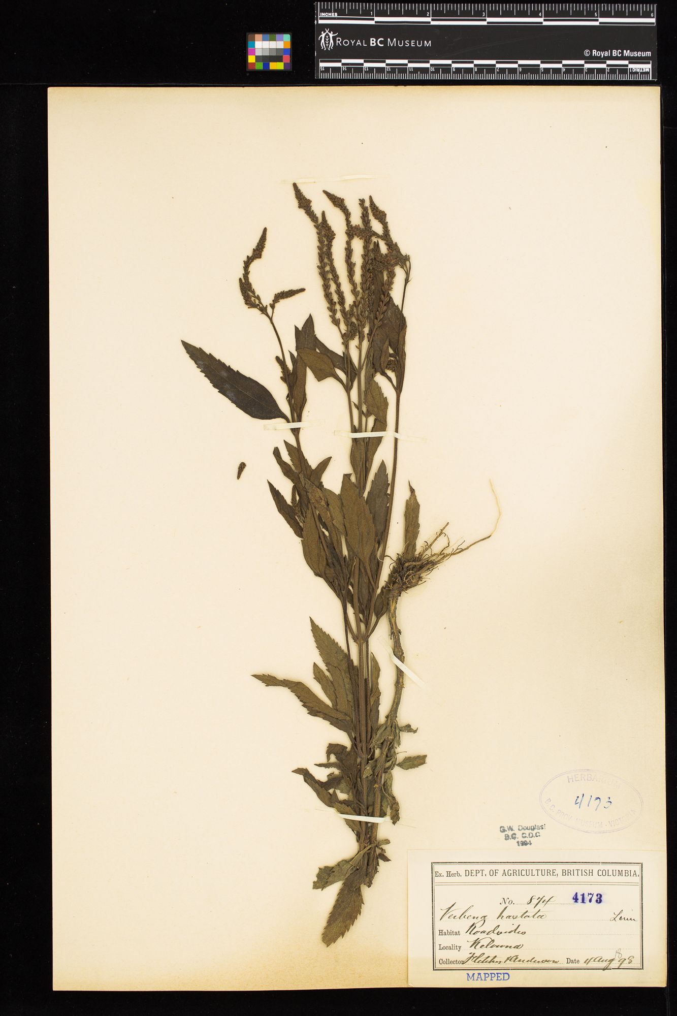 Image representing Verbena hastata.