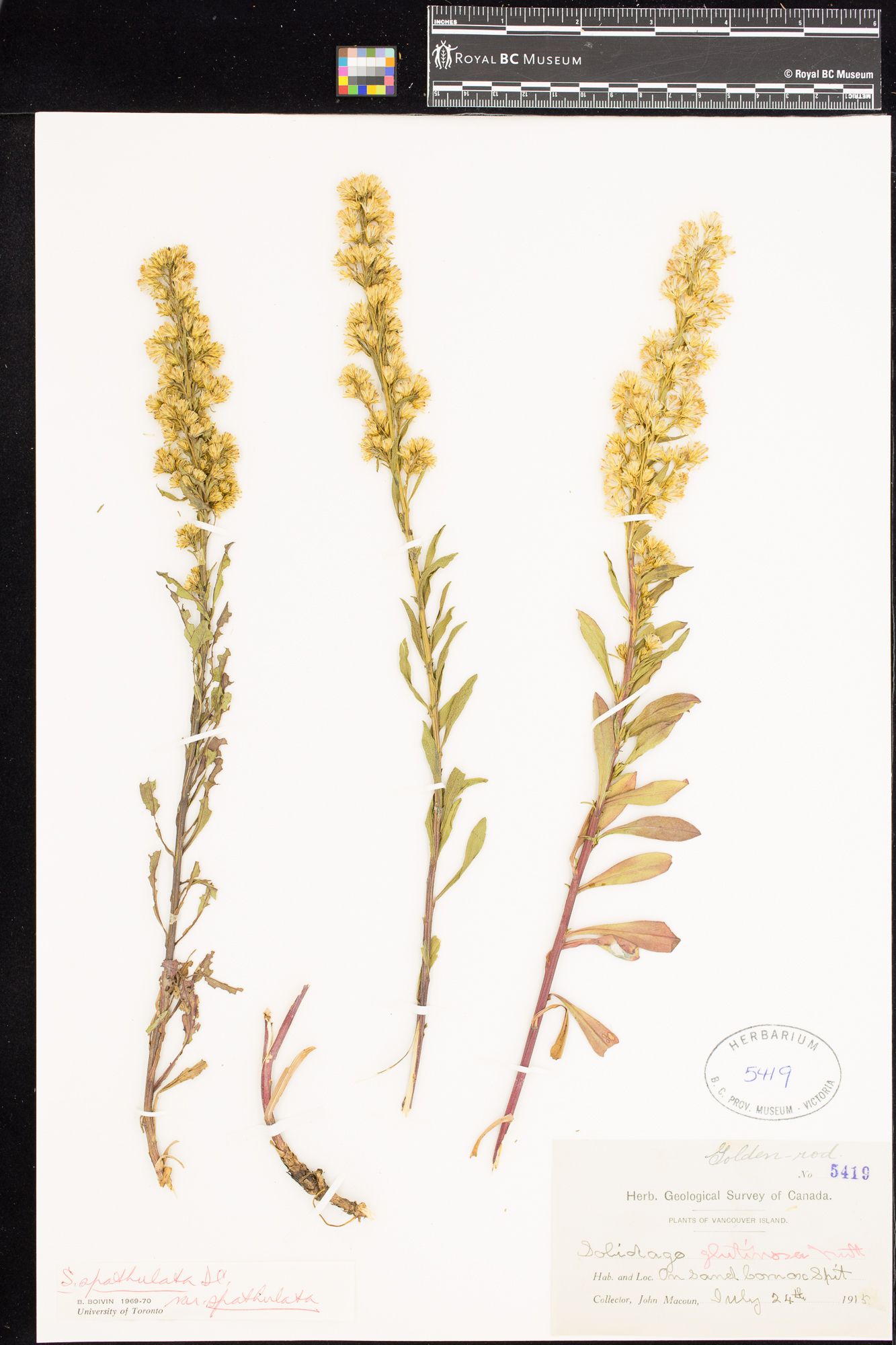 Image representing Solidago glutinosa.