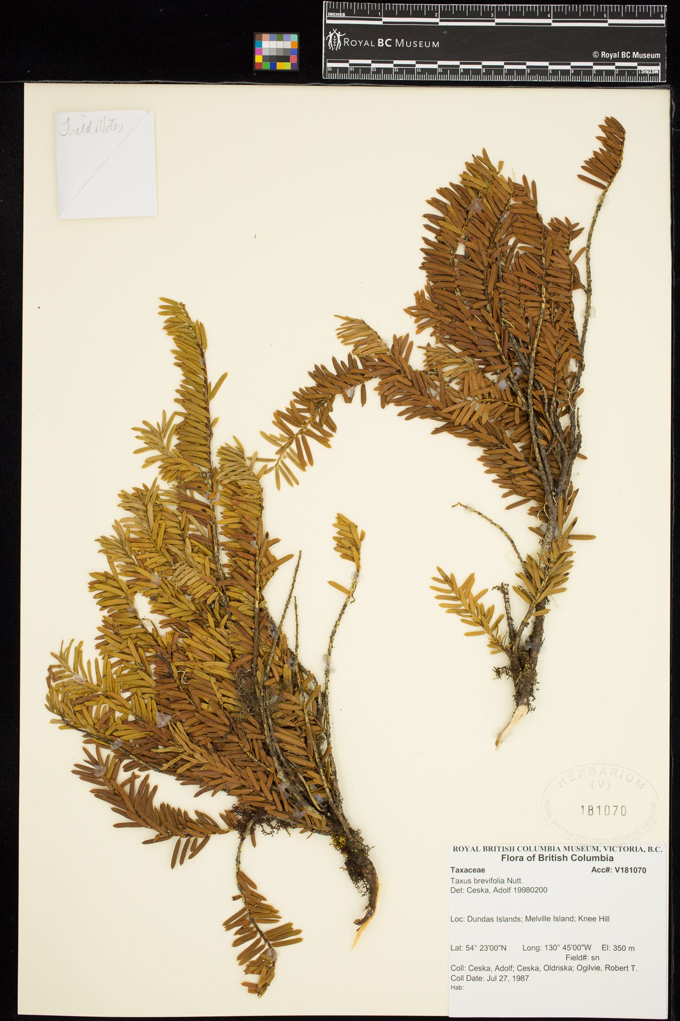 Image representing Taxus brevifolia.