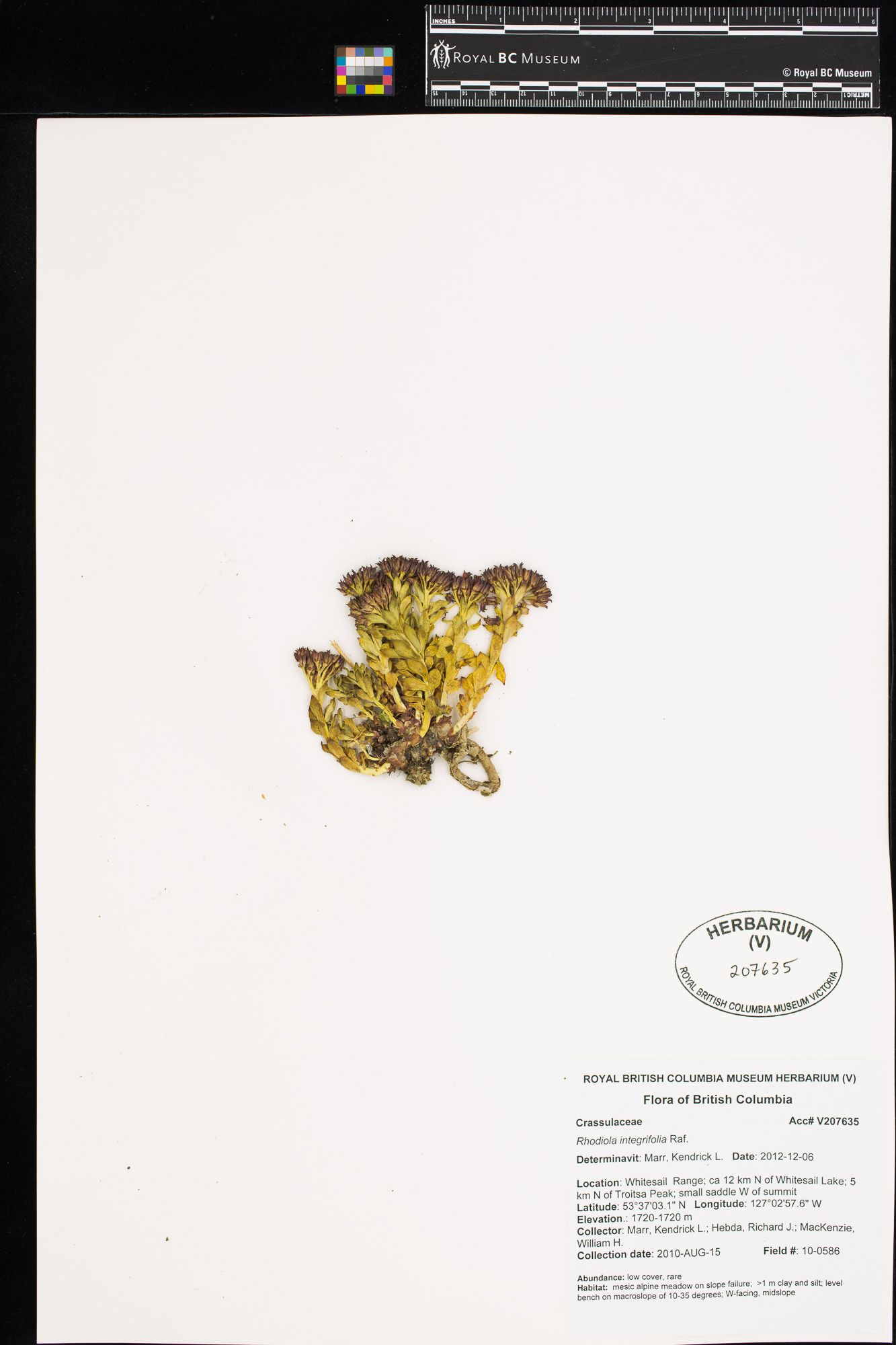 Image representing Rhodiola integrifolia.