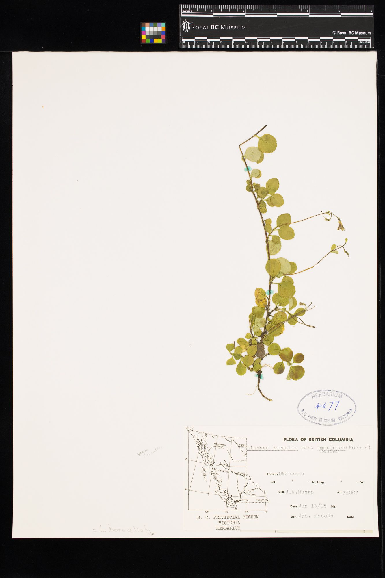 Image representing Linnaea borealis ssp. longiflora.