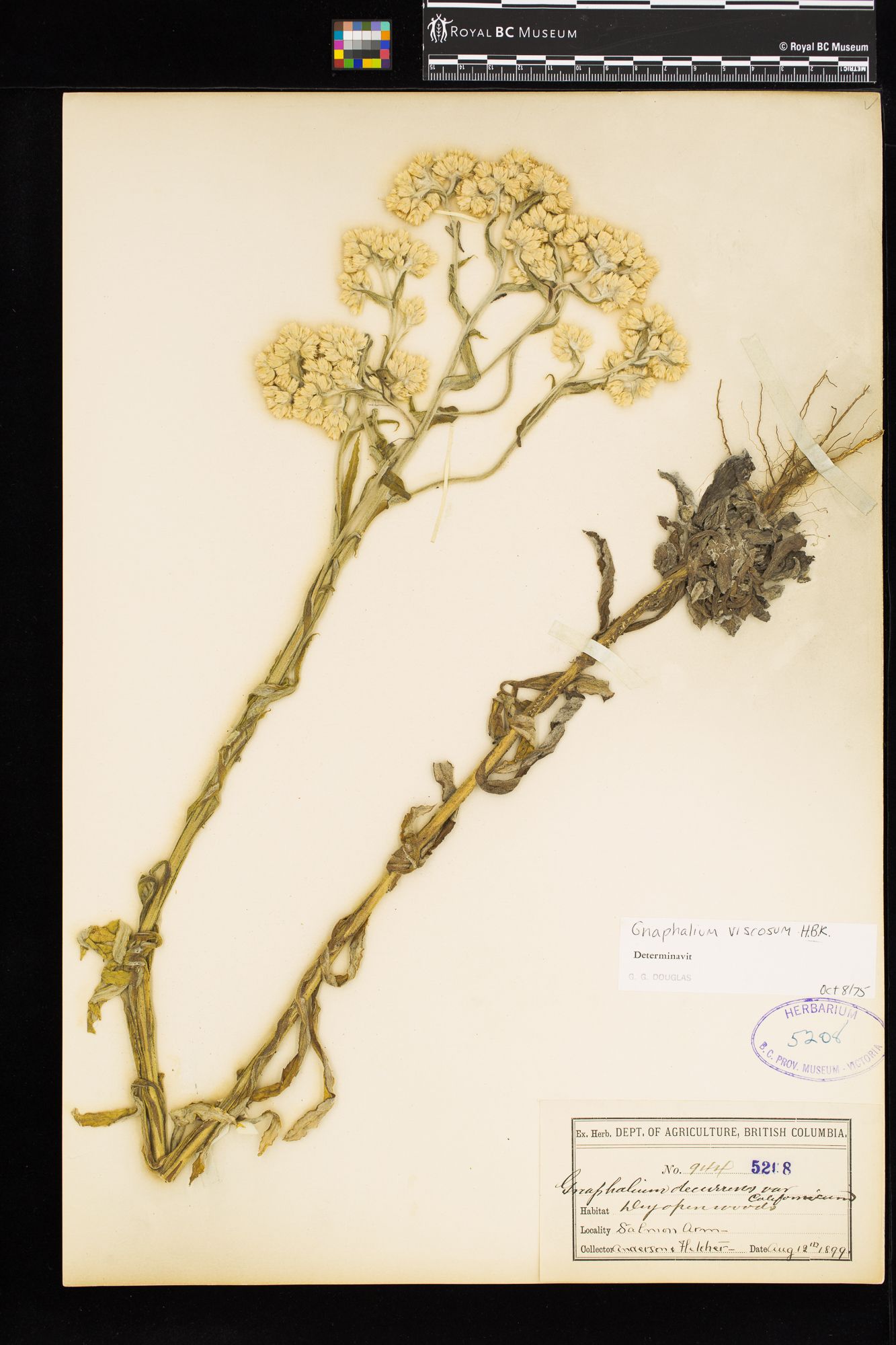 Image representing Gnaphalium viscosum.