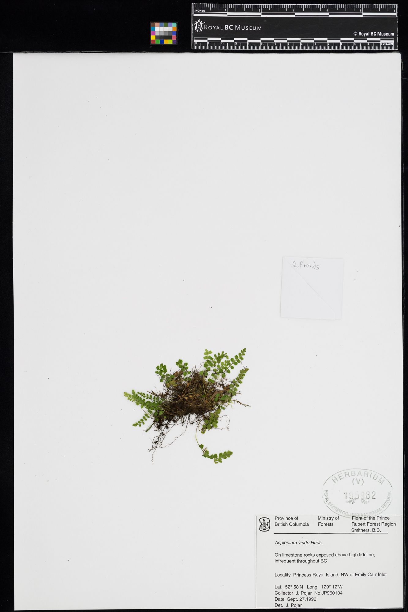 Image représentant Asplenium viride