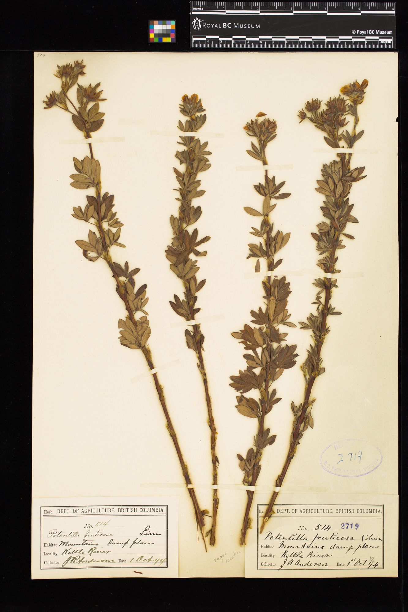 Image representing Dasiphora fruticosa.