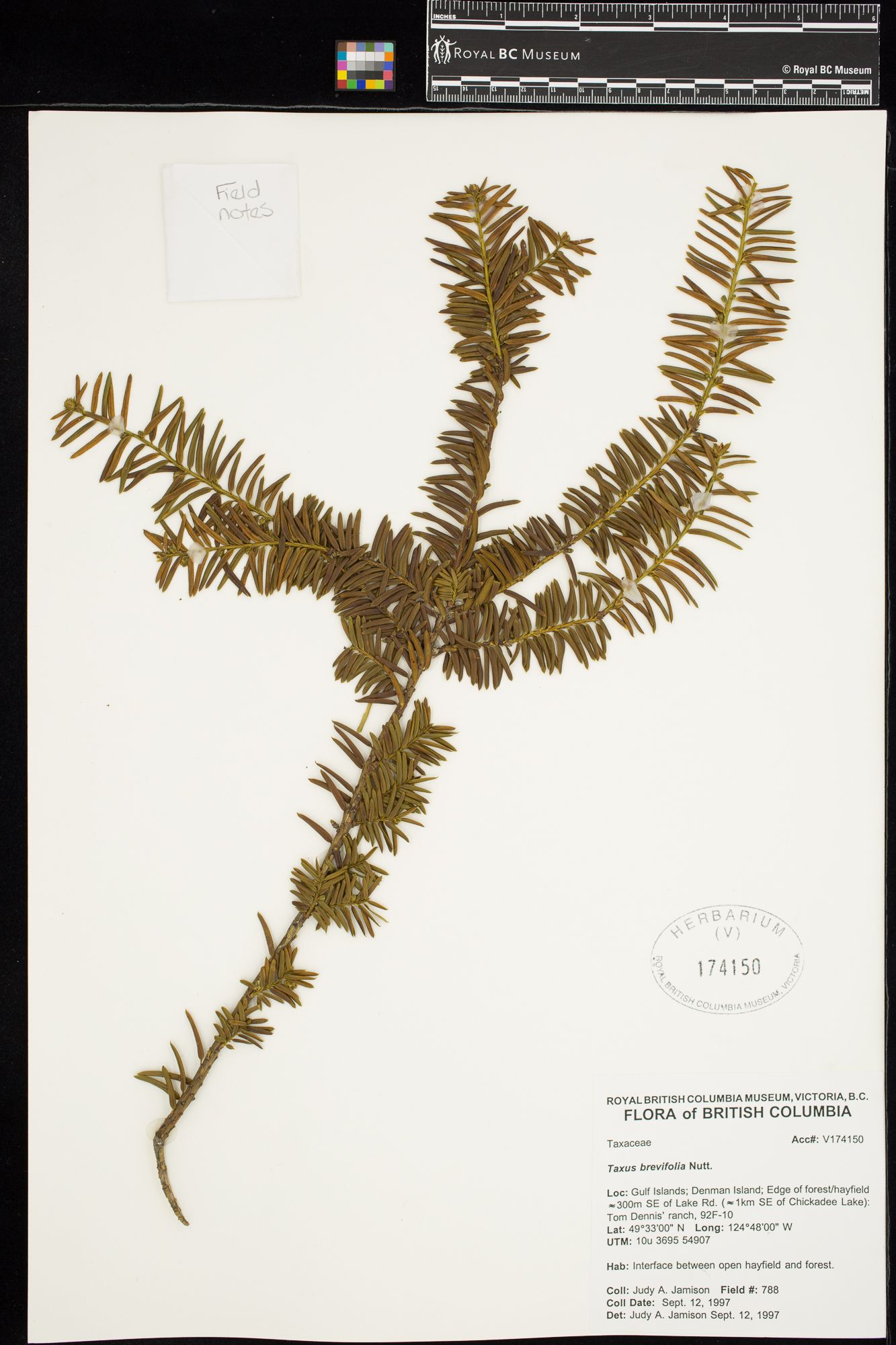 Image representing Taxus brevifolia.