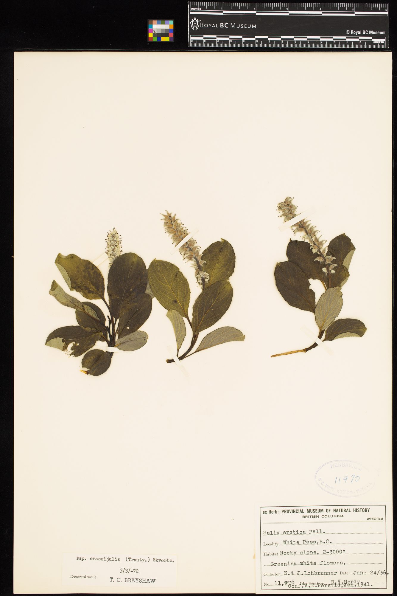 Image representing Salix arctica ssp. crassijulis.