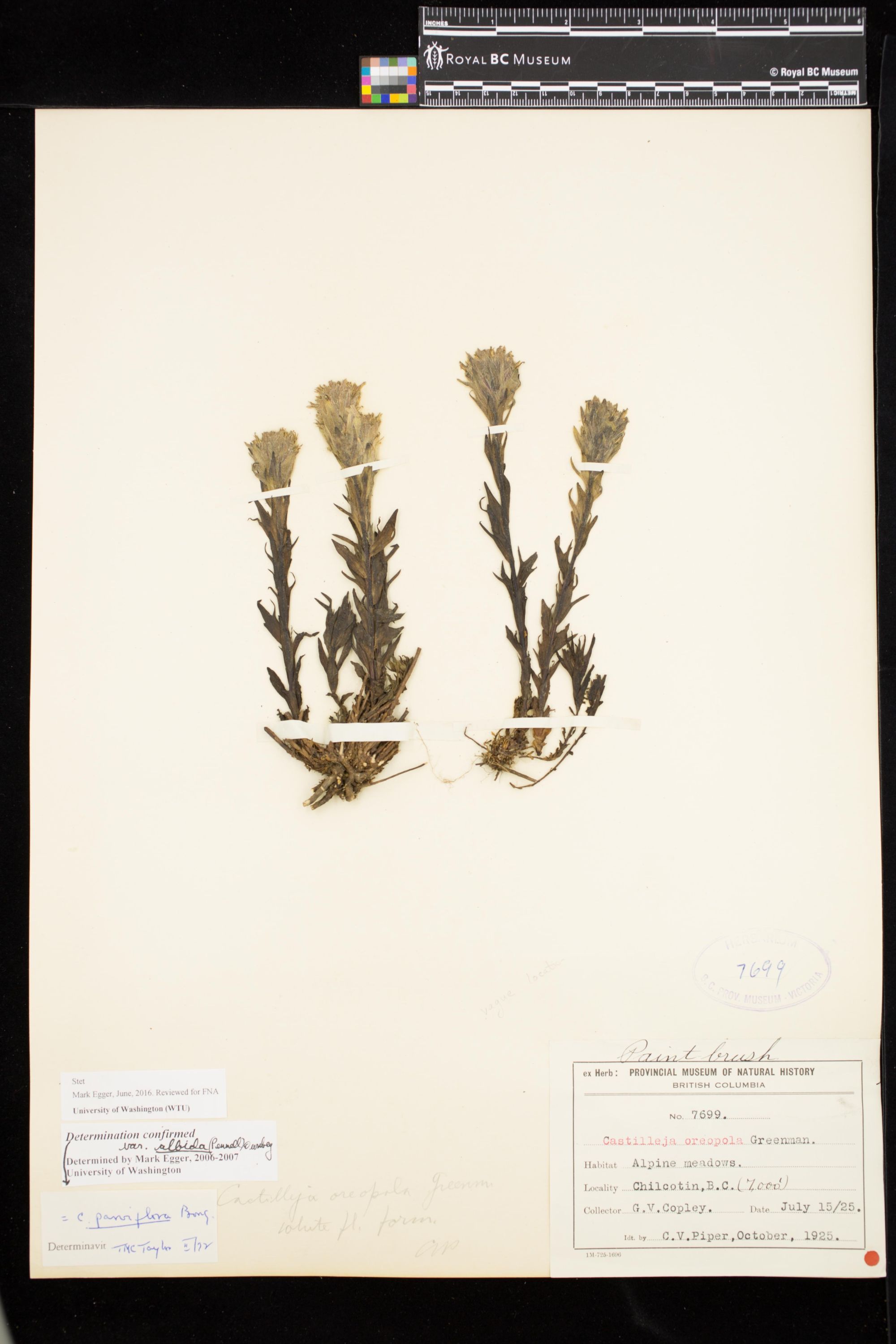Image representing Castilleja parviflora var. albida.