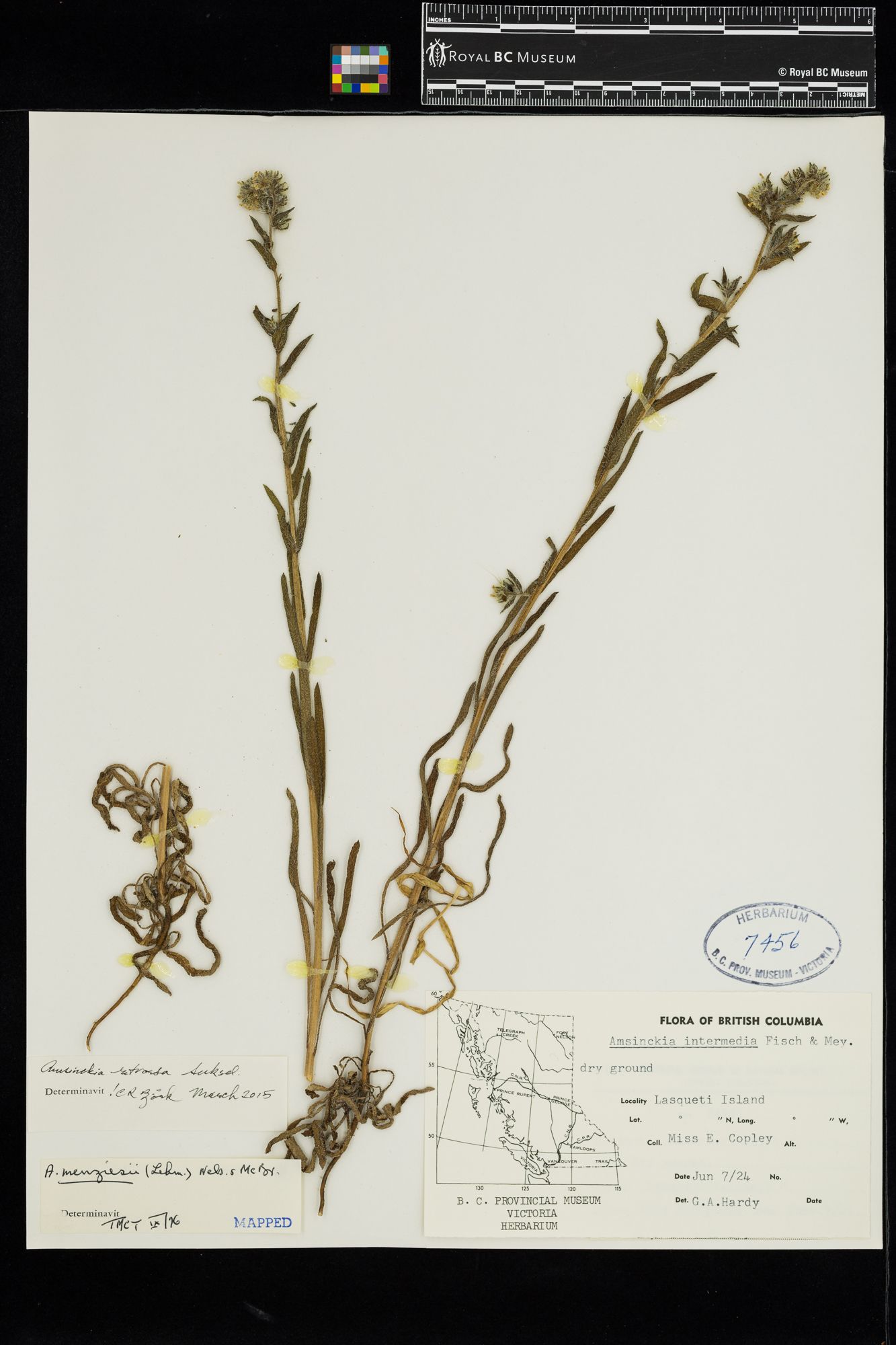 Image representing Amsinckia retrorsa.