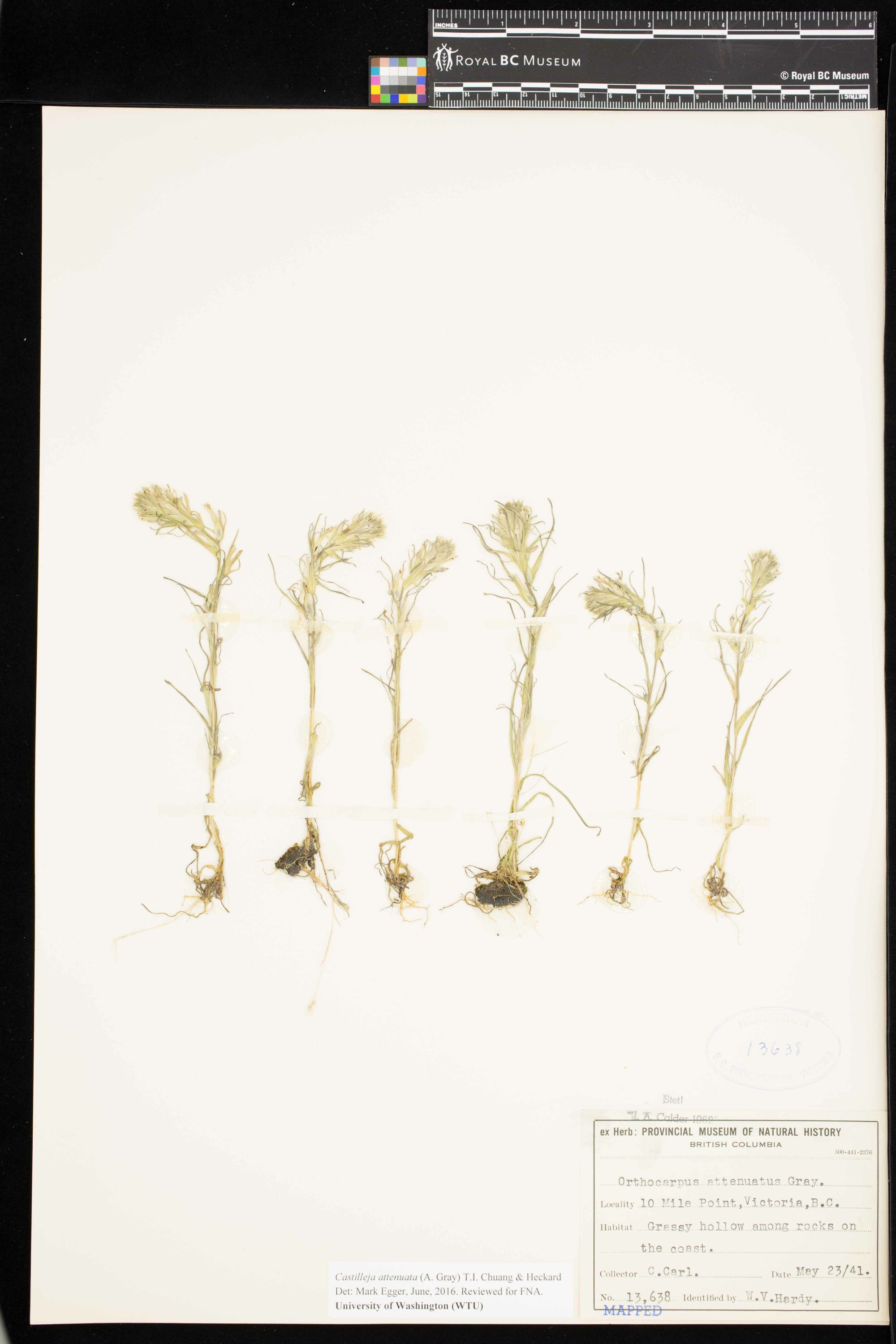 Image representing Castilleja attenuata.