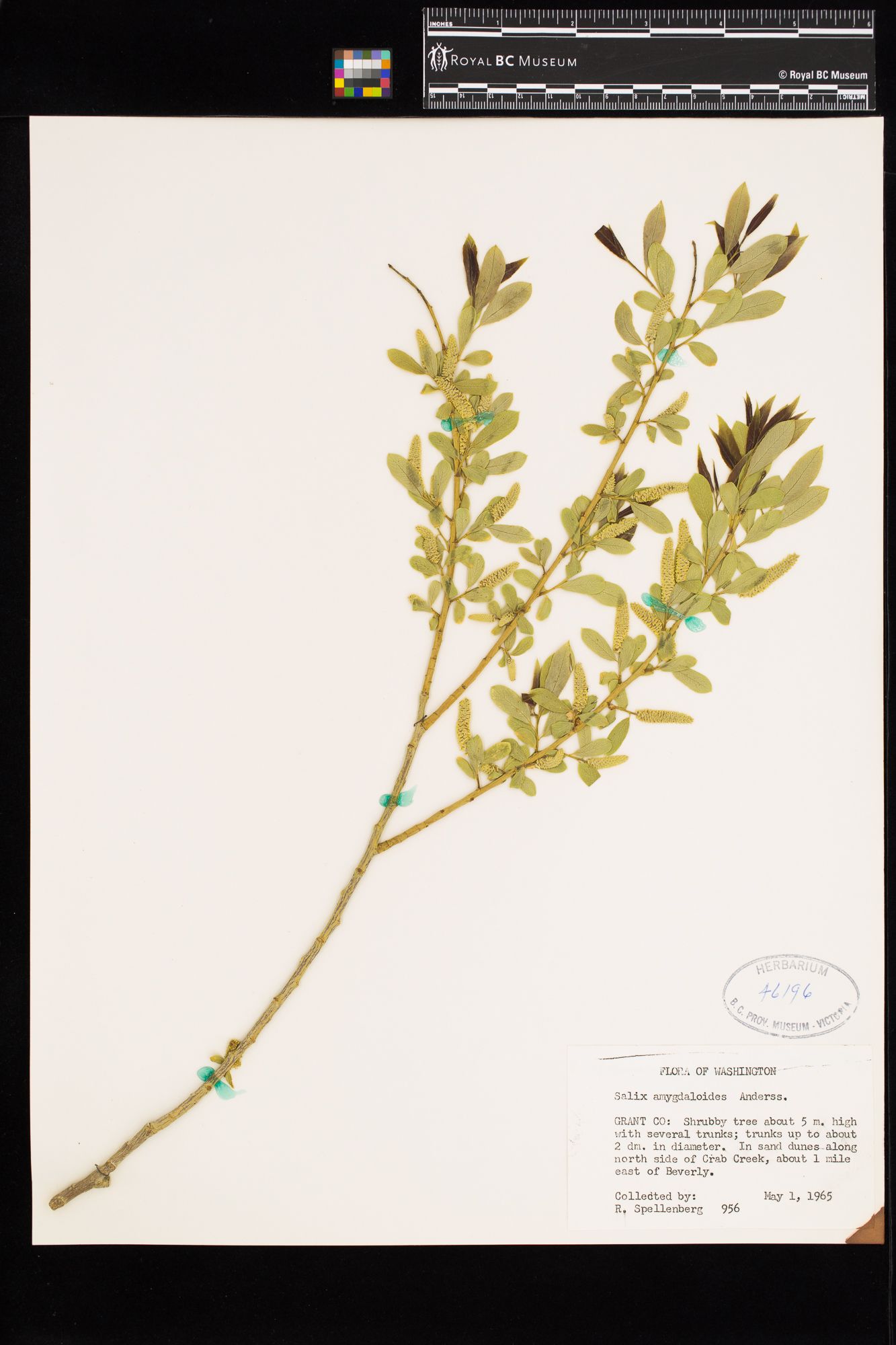 Image representing Salix amygdaloides.