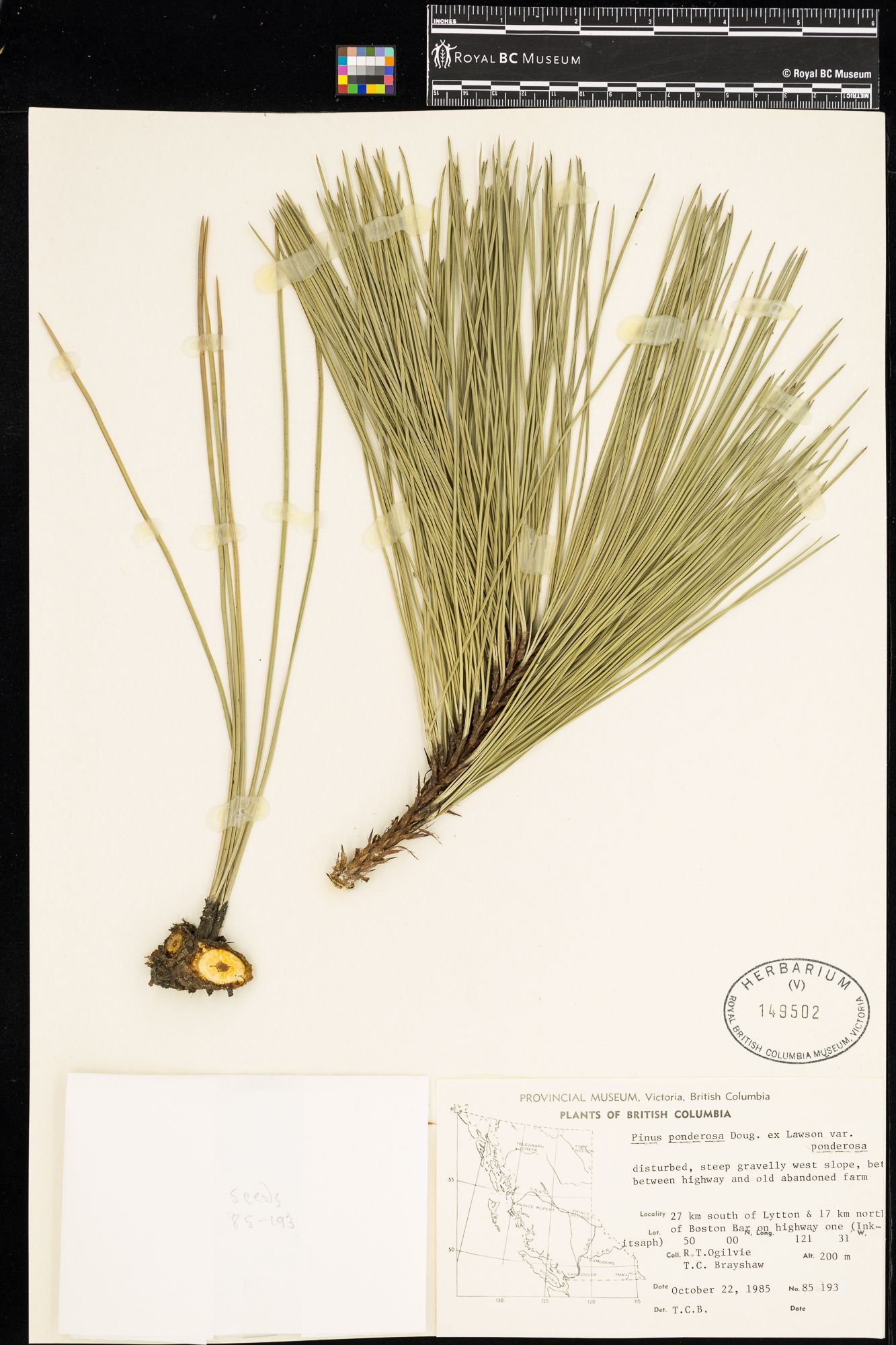 Image representing Pinus ponderosa var. ponderosa.