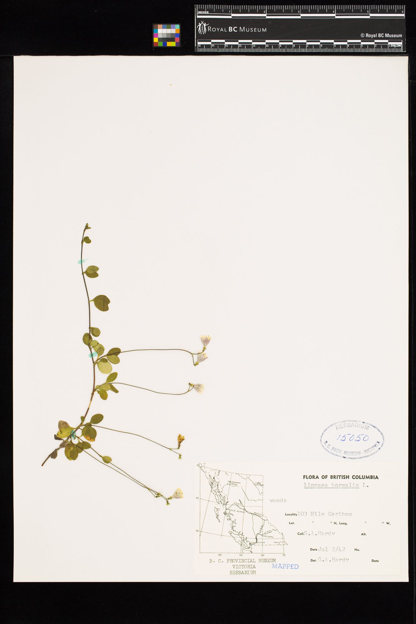 Image representing Linnaea borealis ssp. longiflora.