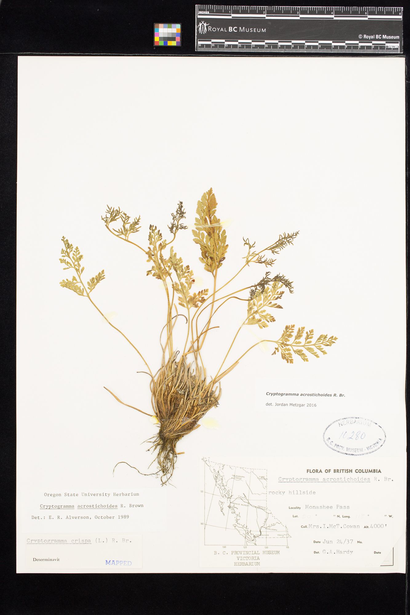Image representing Cryptogramma acrostichoides.