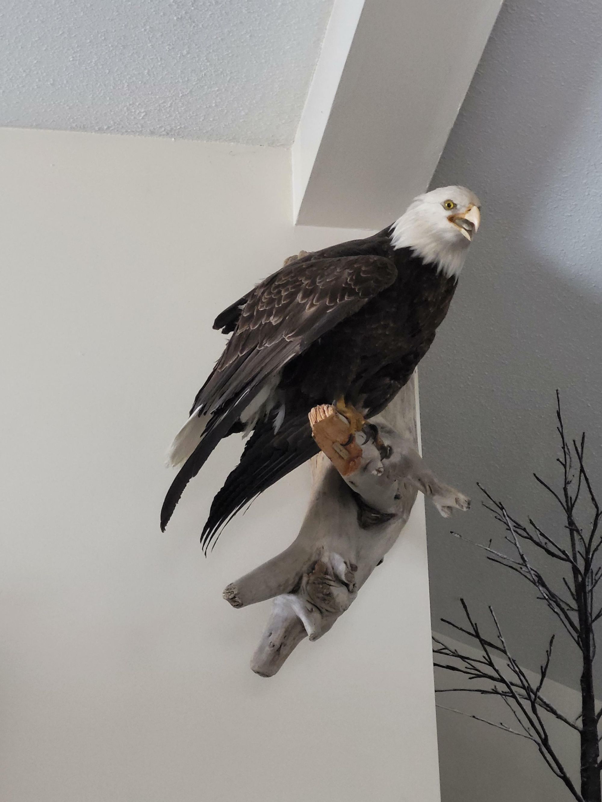 Image representing Haliaeetus leucocephalus.