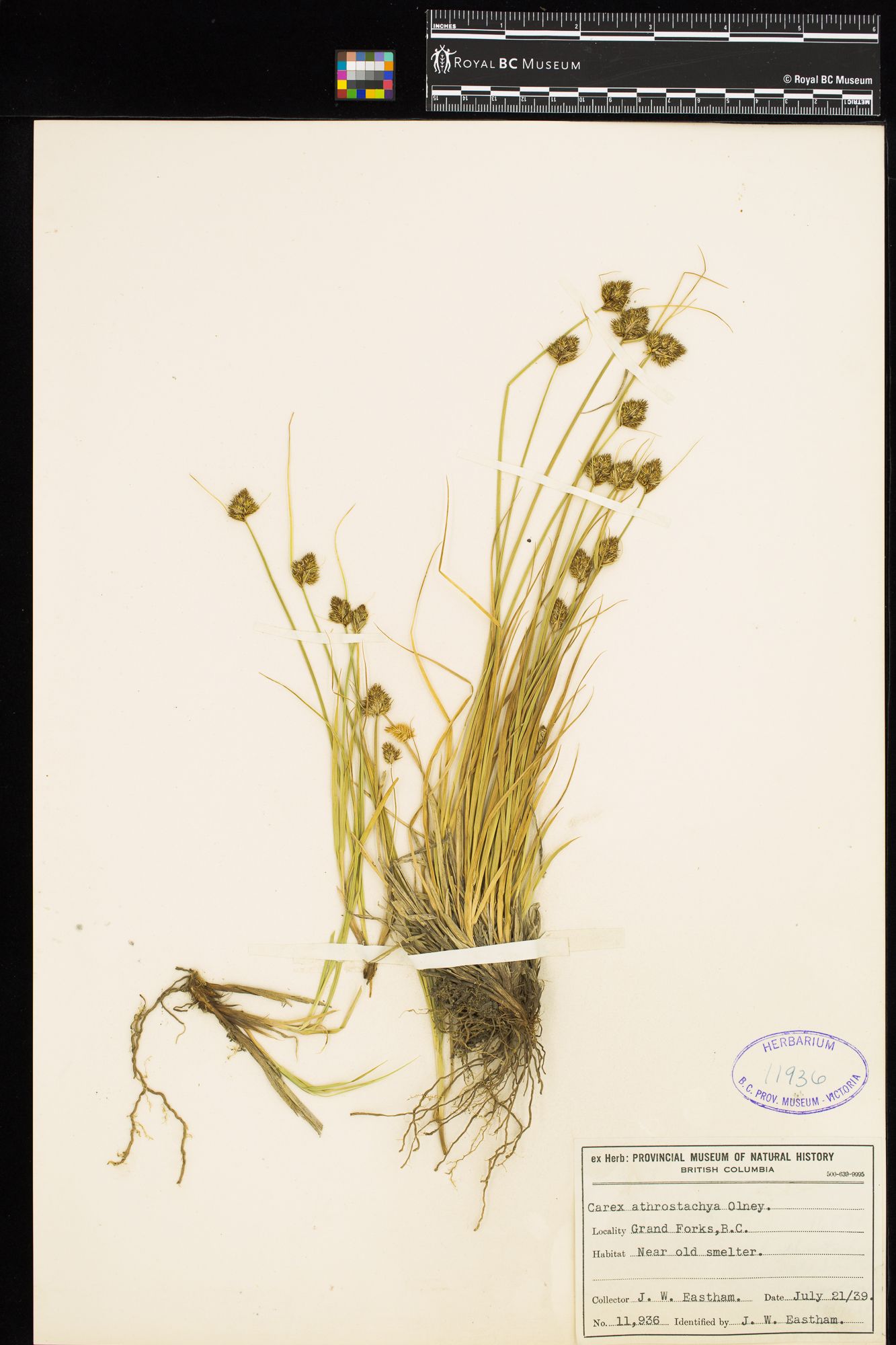Image representing Carex athrostachya.