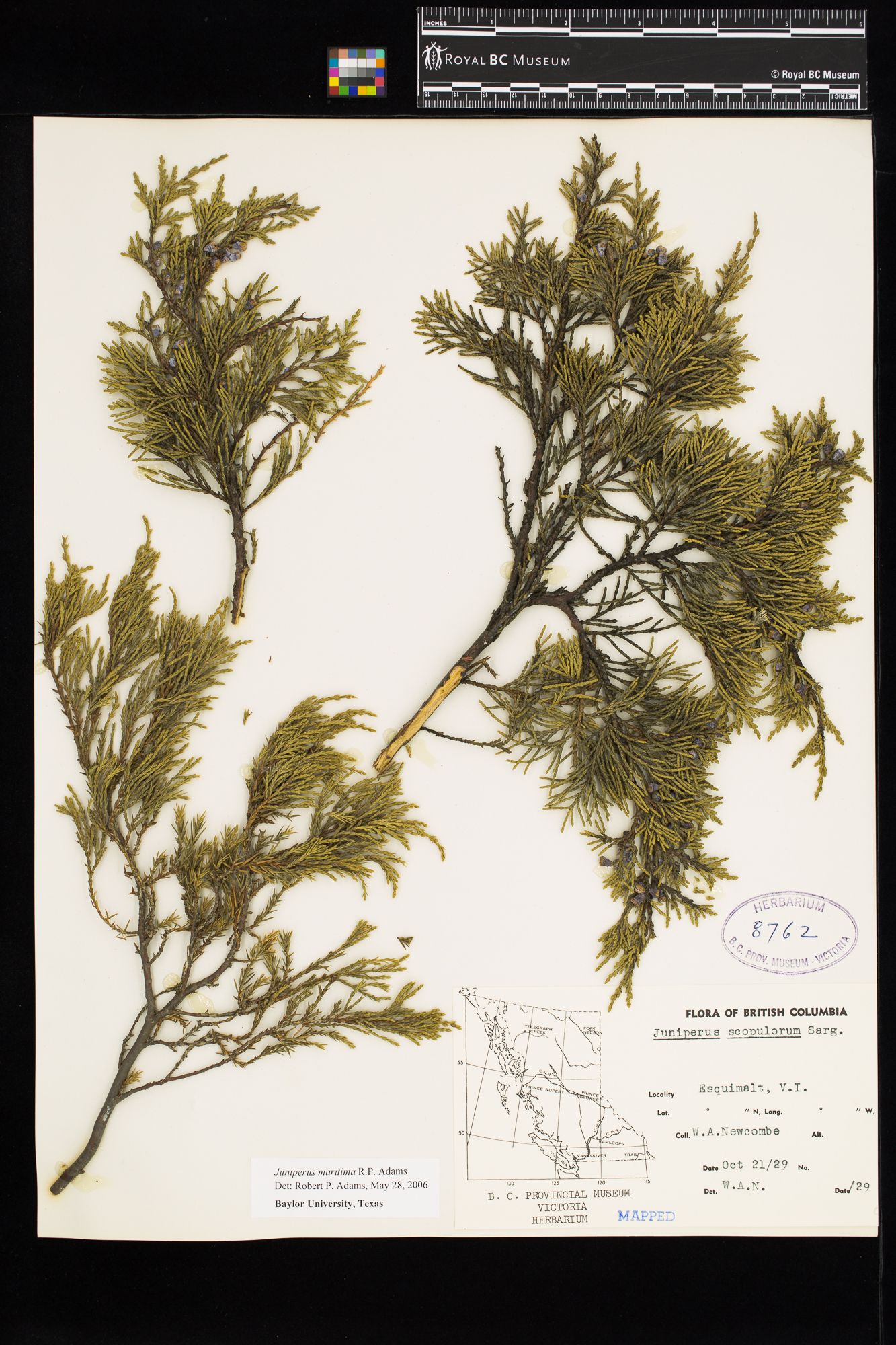 Image representing Juniperus scopulorum.