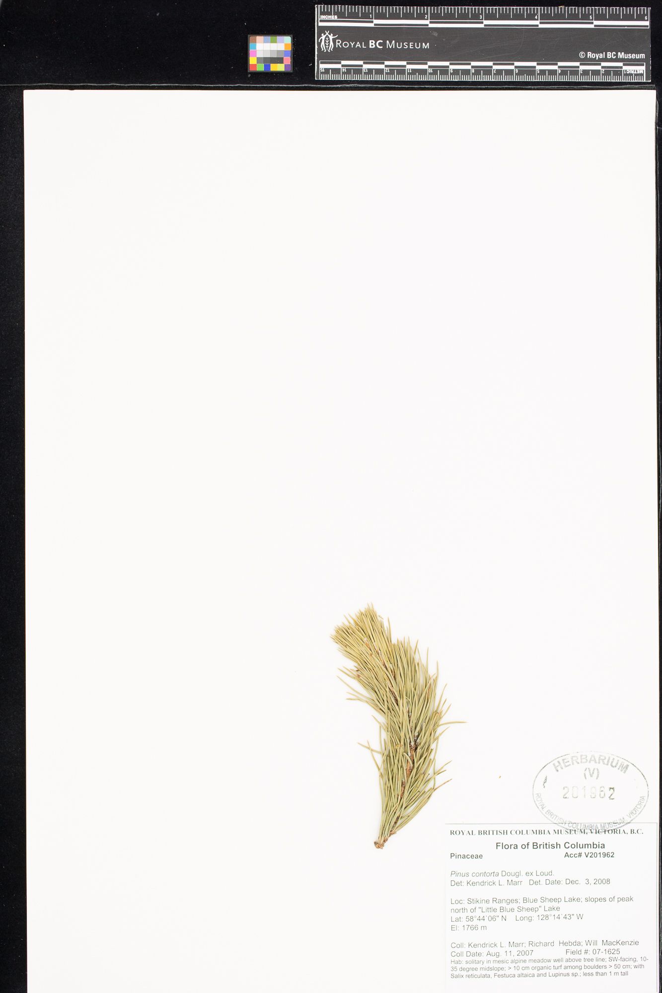 Image representing Pinus contorta.