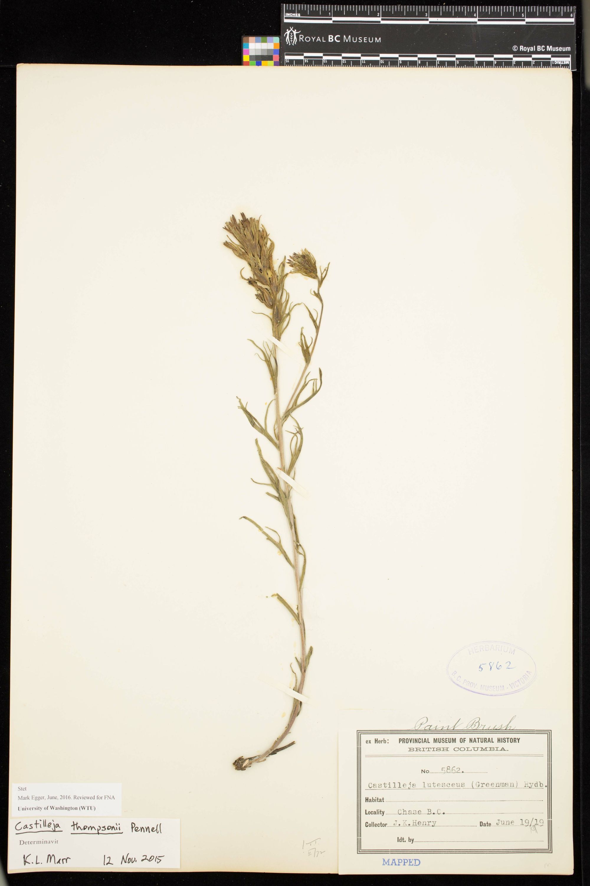 Image representing Castilleja thompsonii.