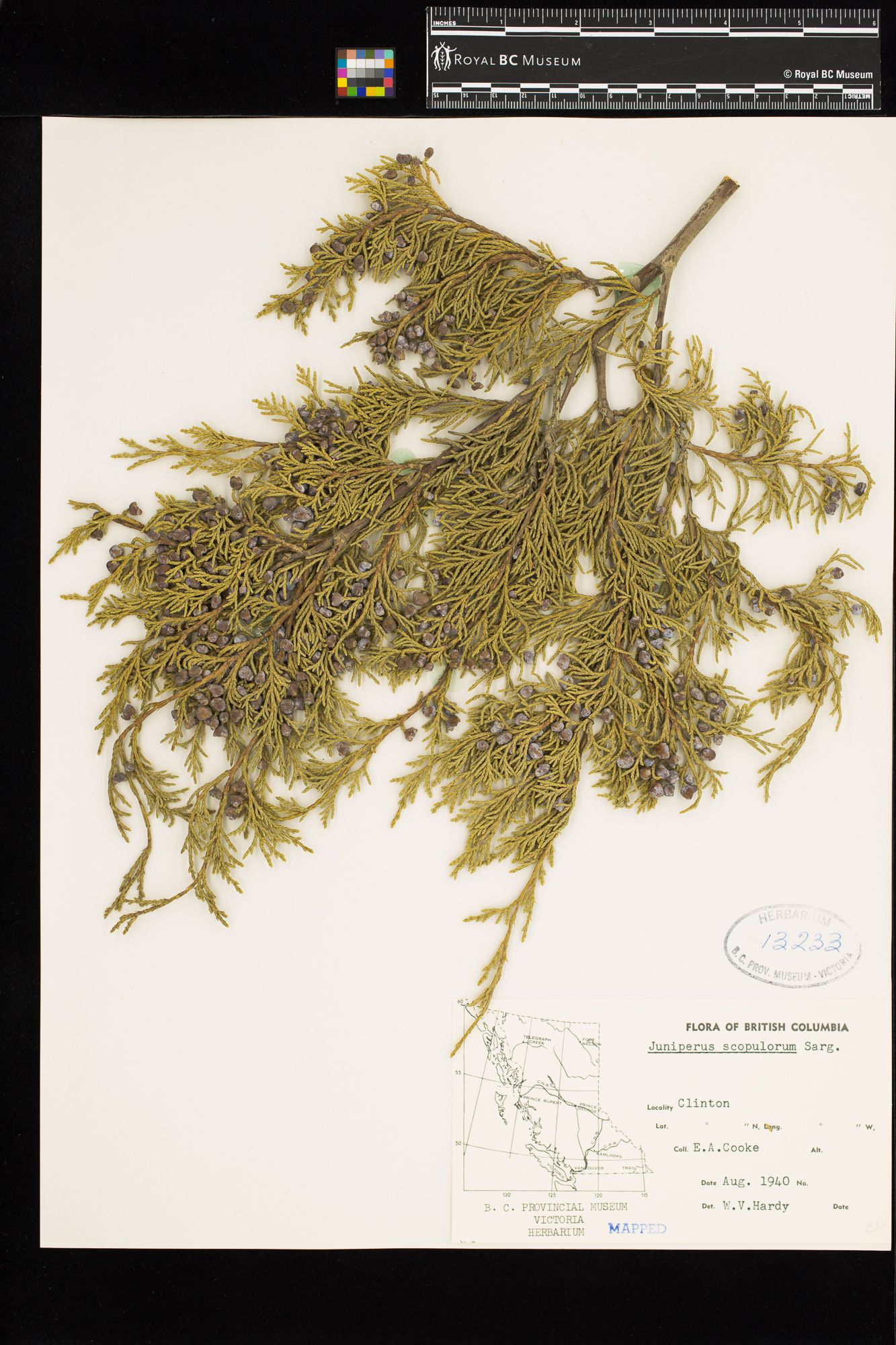 Image representing Juniperus scopulorum.