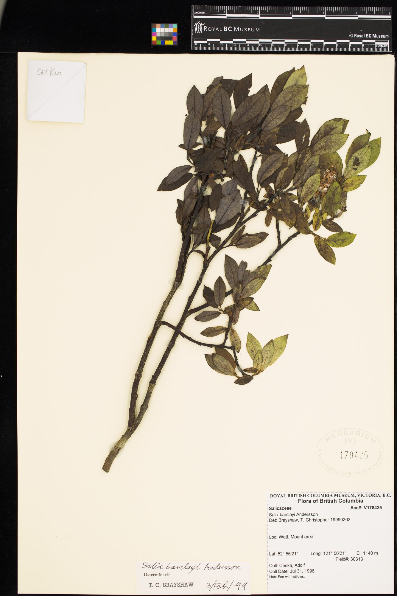 Image representing Salix barclayi.