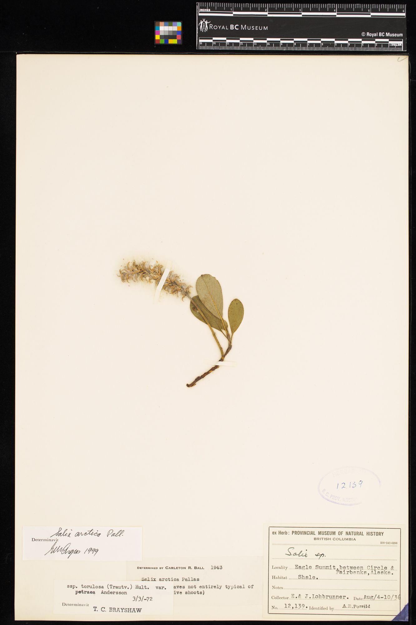 Image representing Salix arctica.