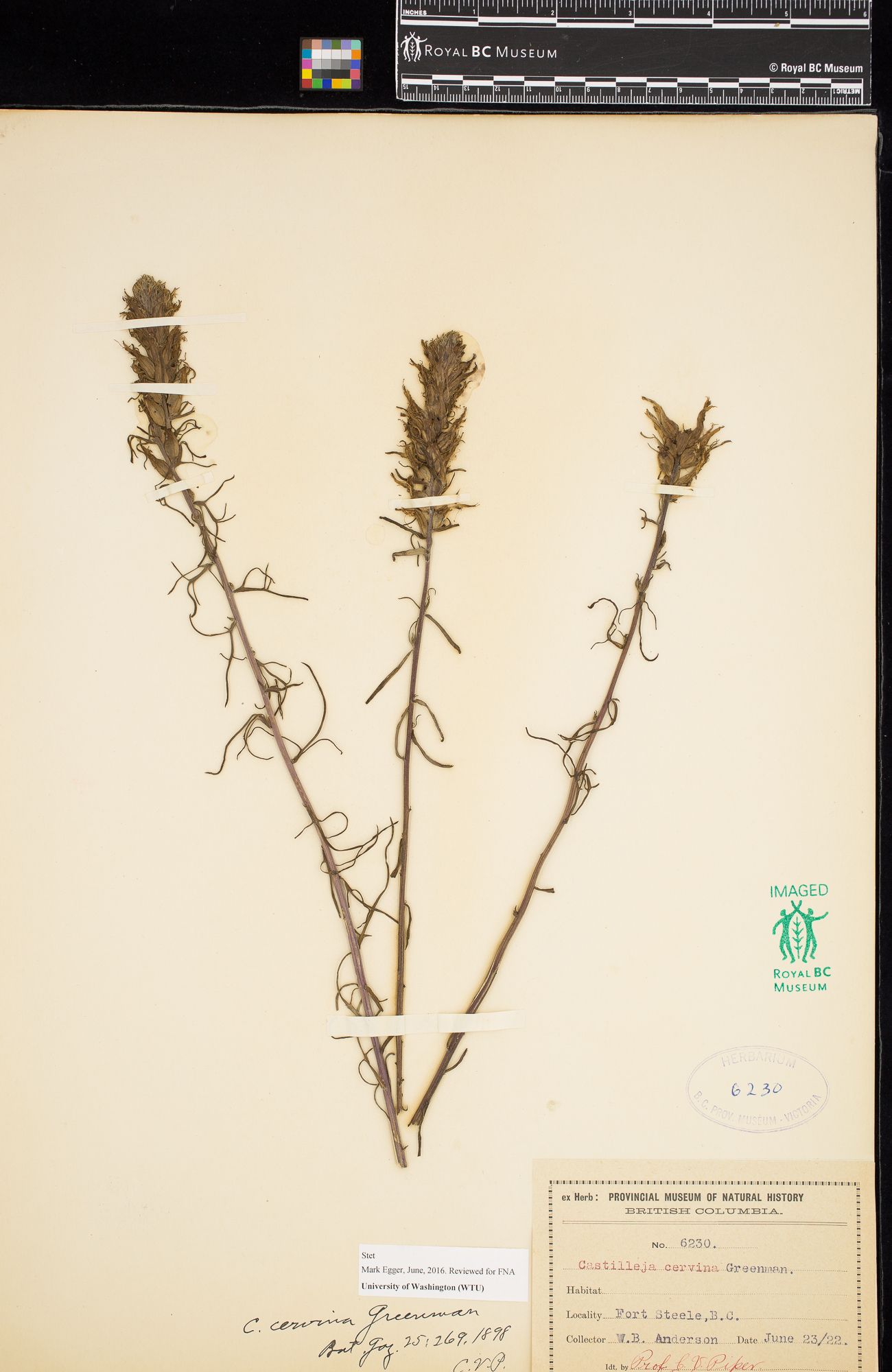 Image representing Castilleja cervina.