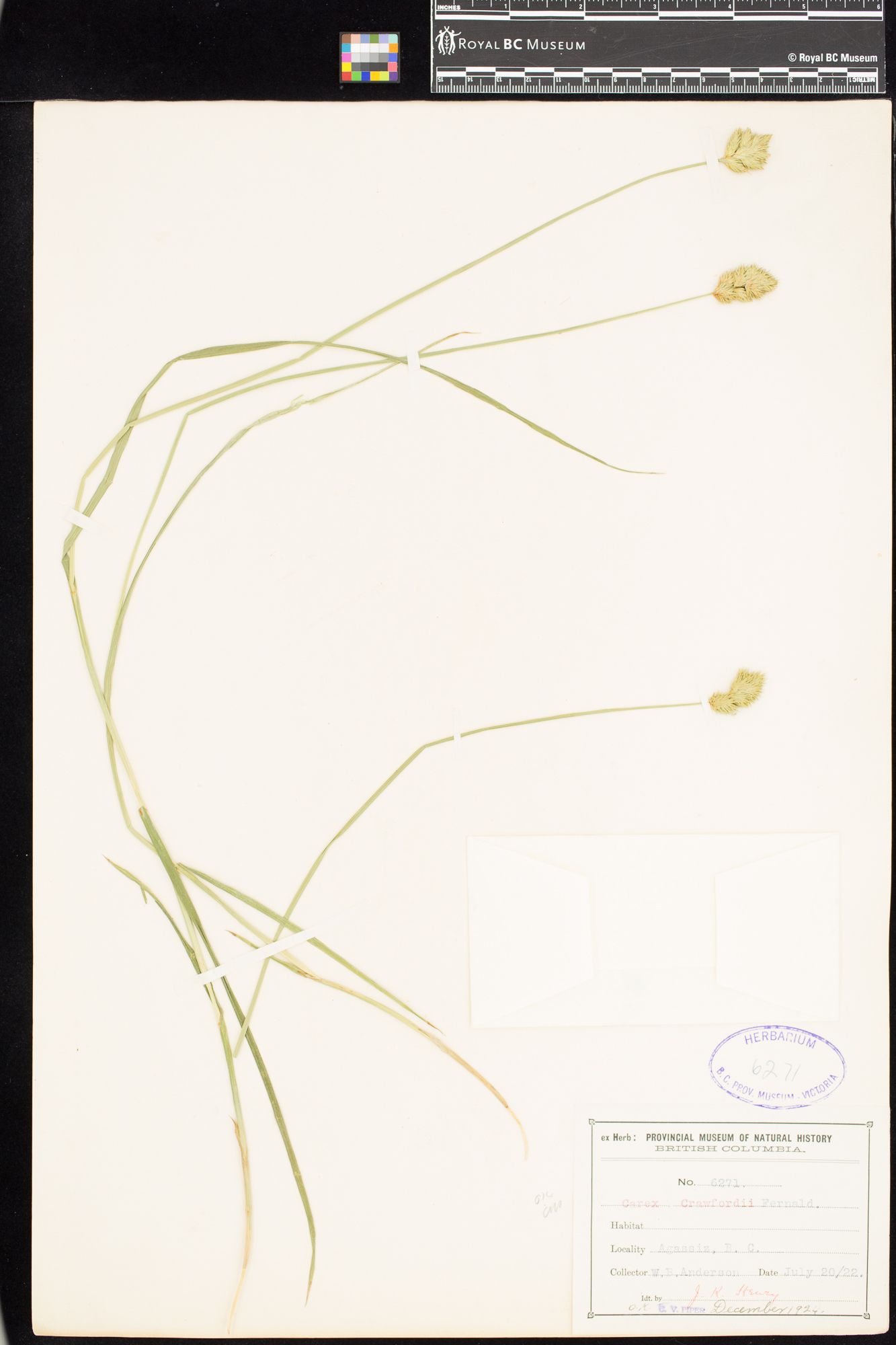 Image representing Carex crawfordii.