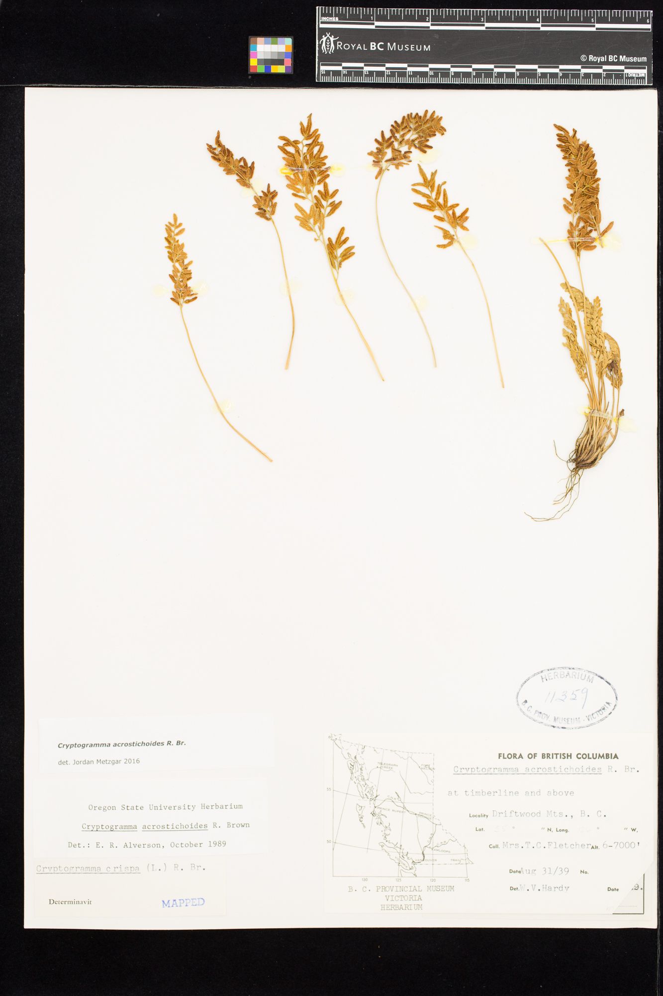 Image representing Cryptogramma acrostichoides.