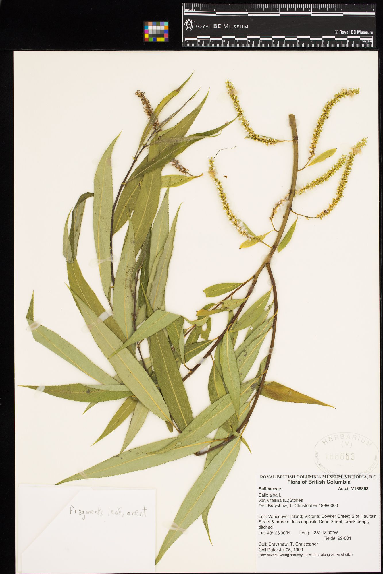 Image representing Salix alba.