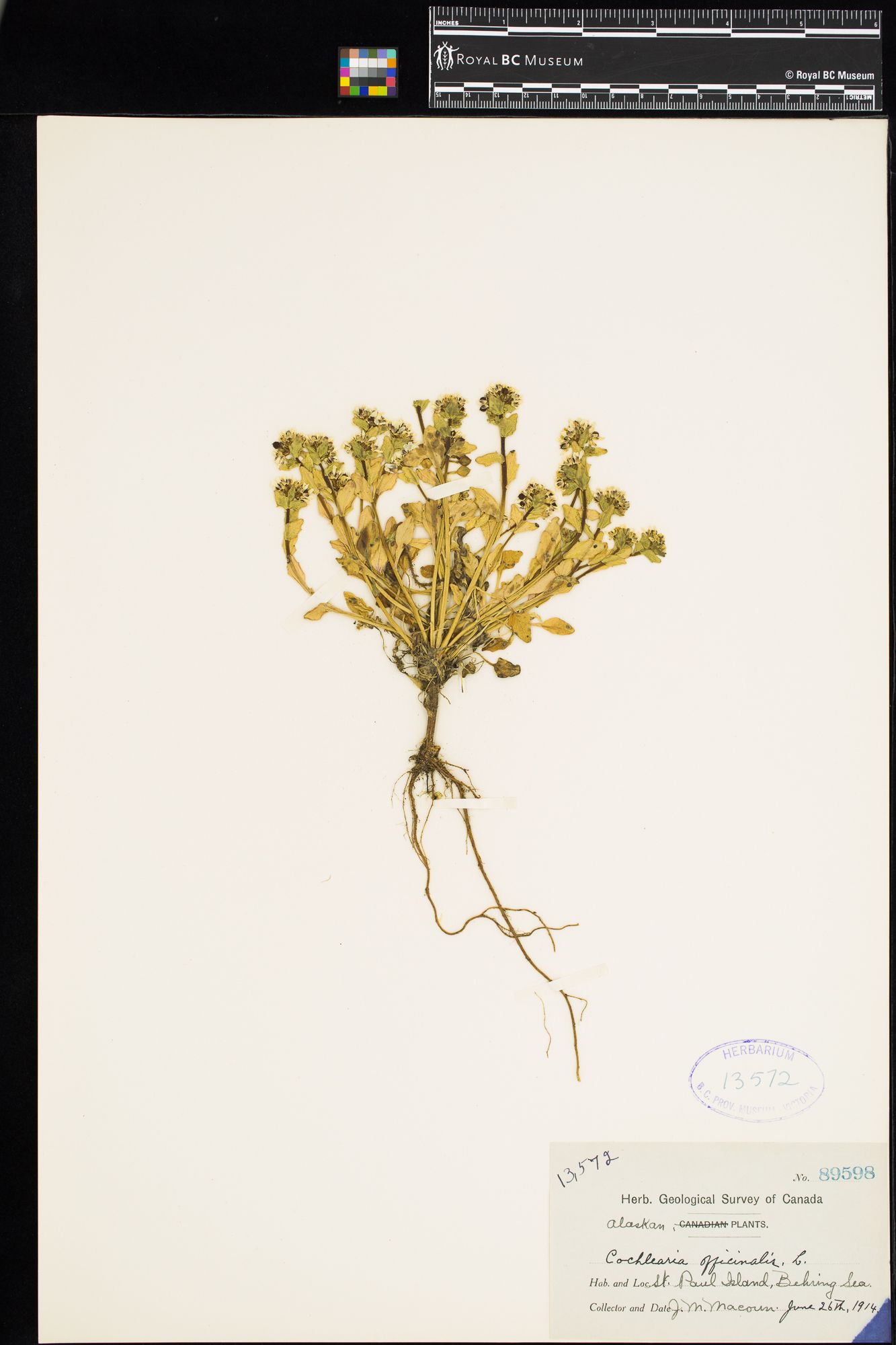 Image representing Cochlearia groenlandica.