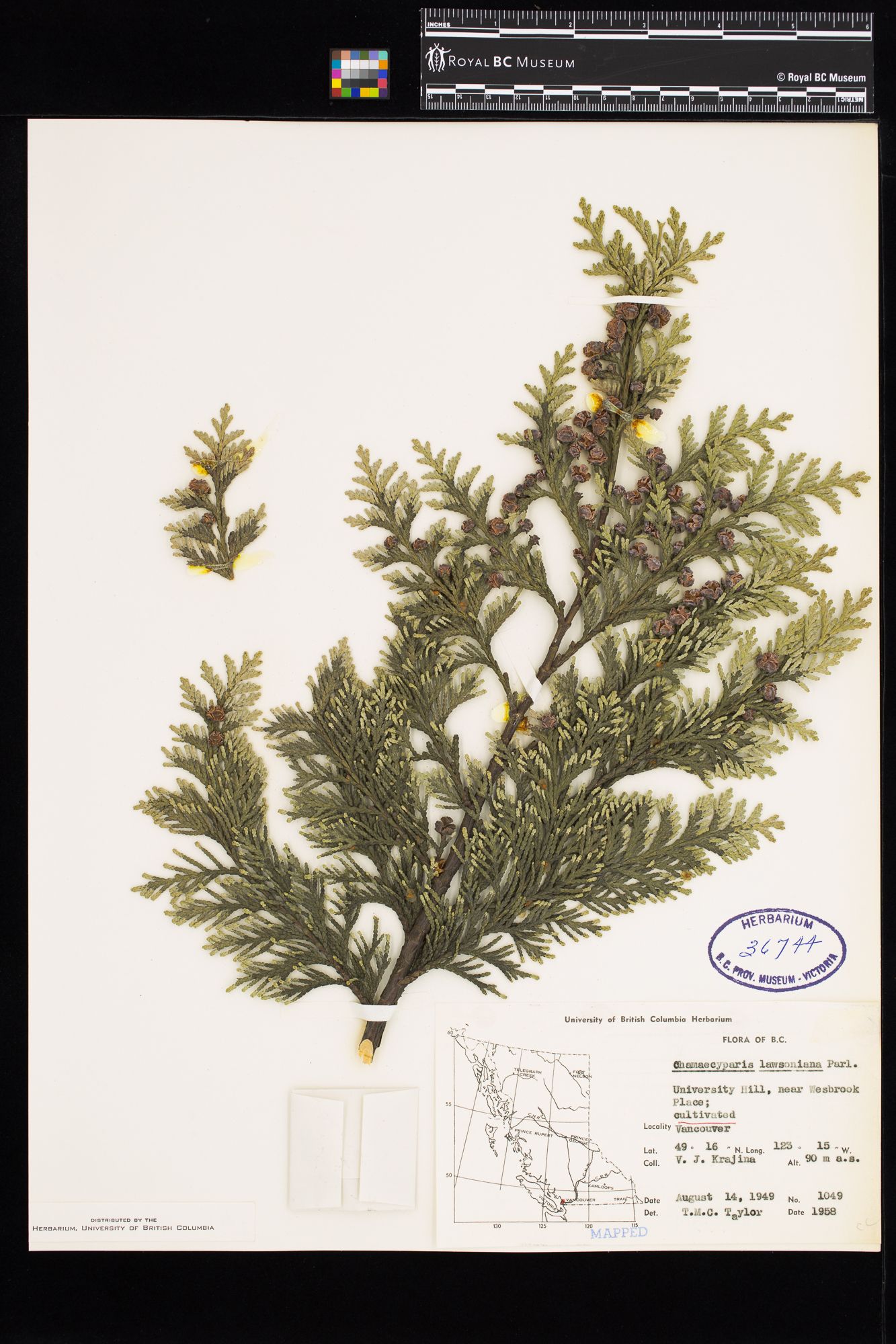 Image representing Chamaecyparis lawsoniana.