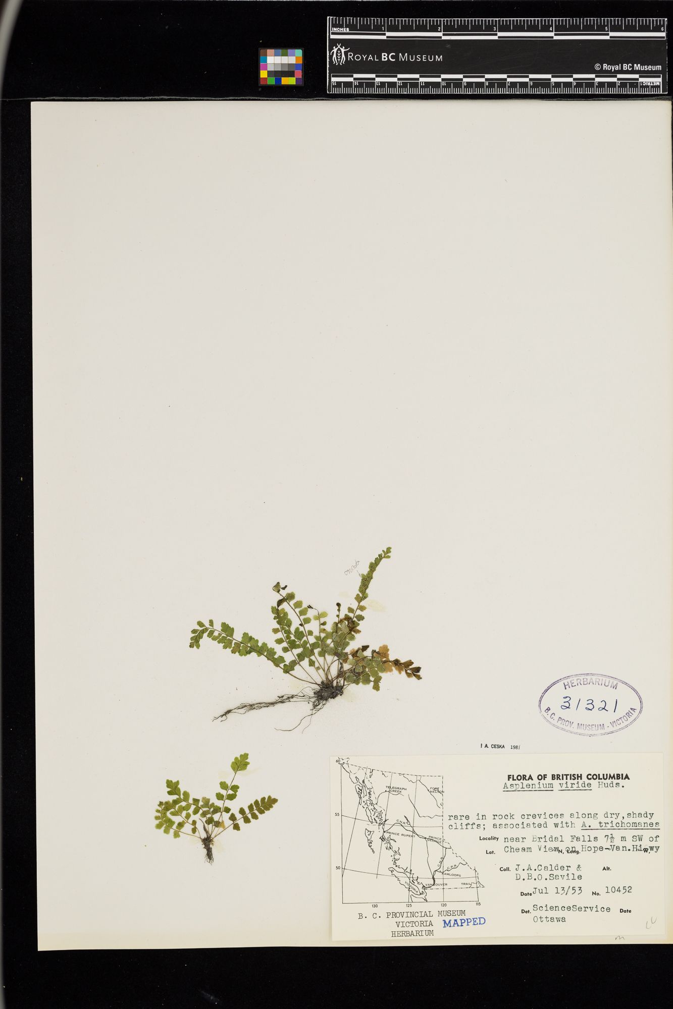 Image representing Asplenium viride.