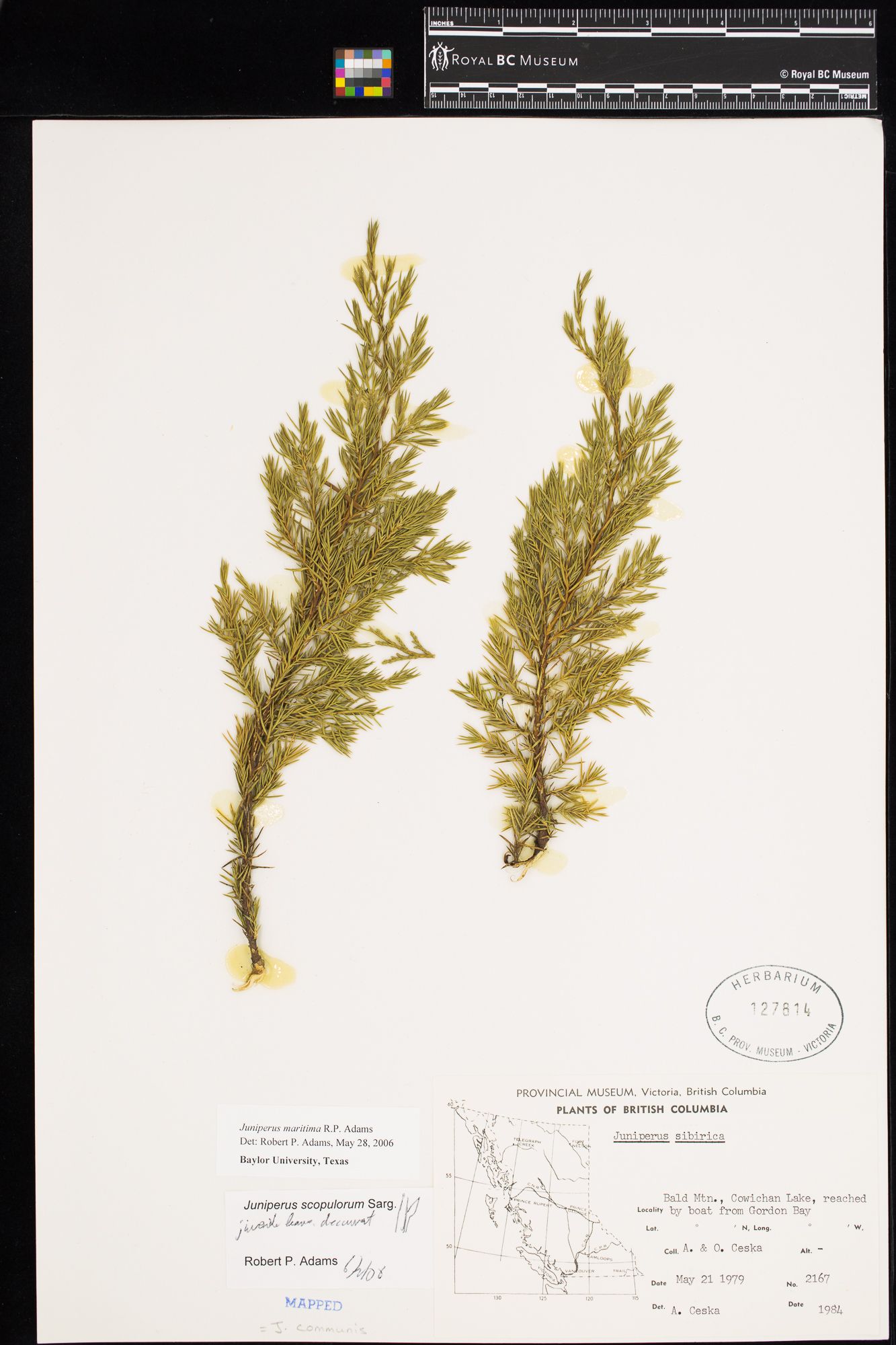 Image representing Juniperus scopulorum.
