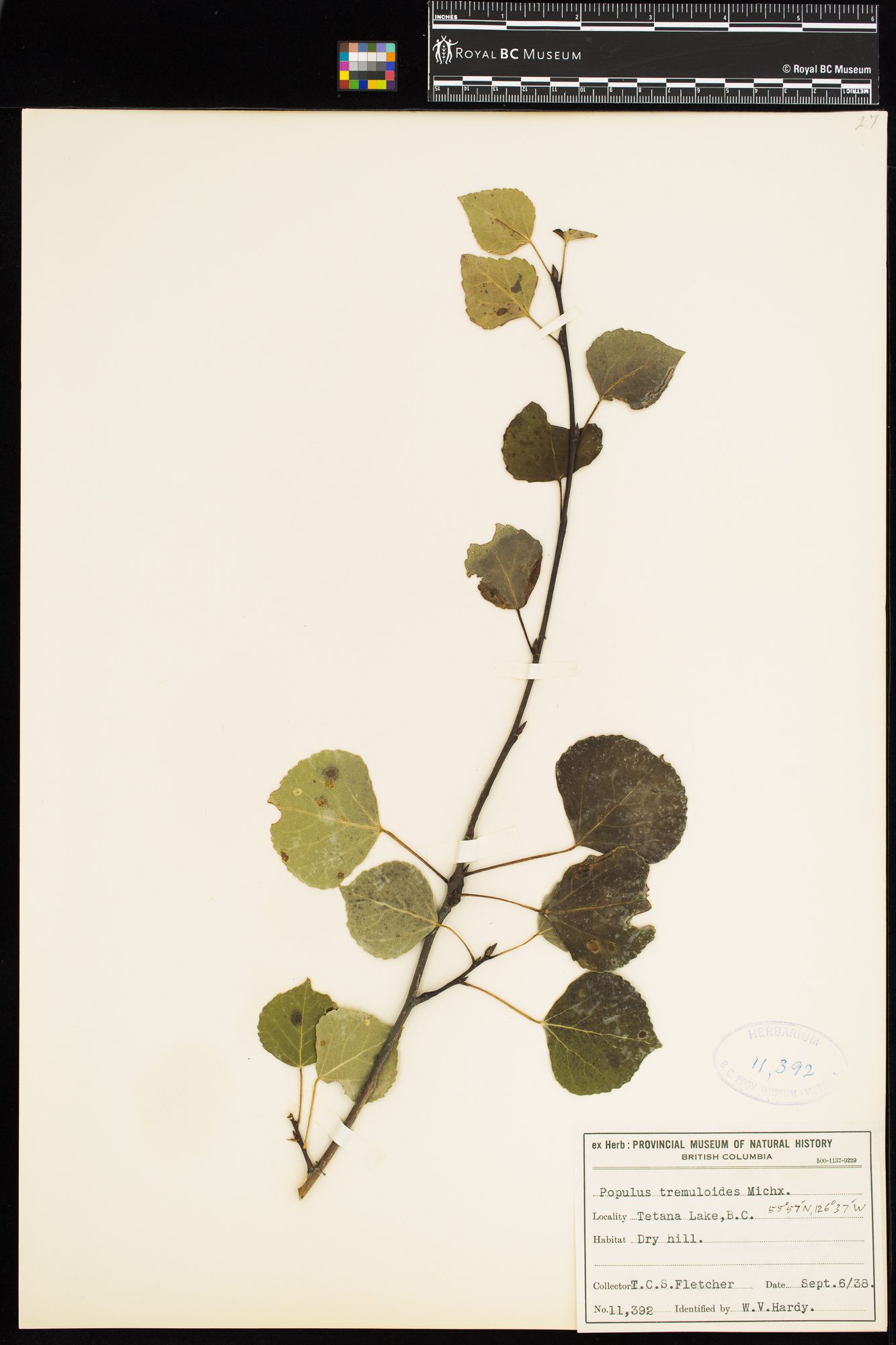Image representing Populus tremuloides.