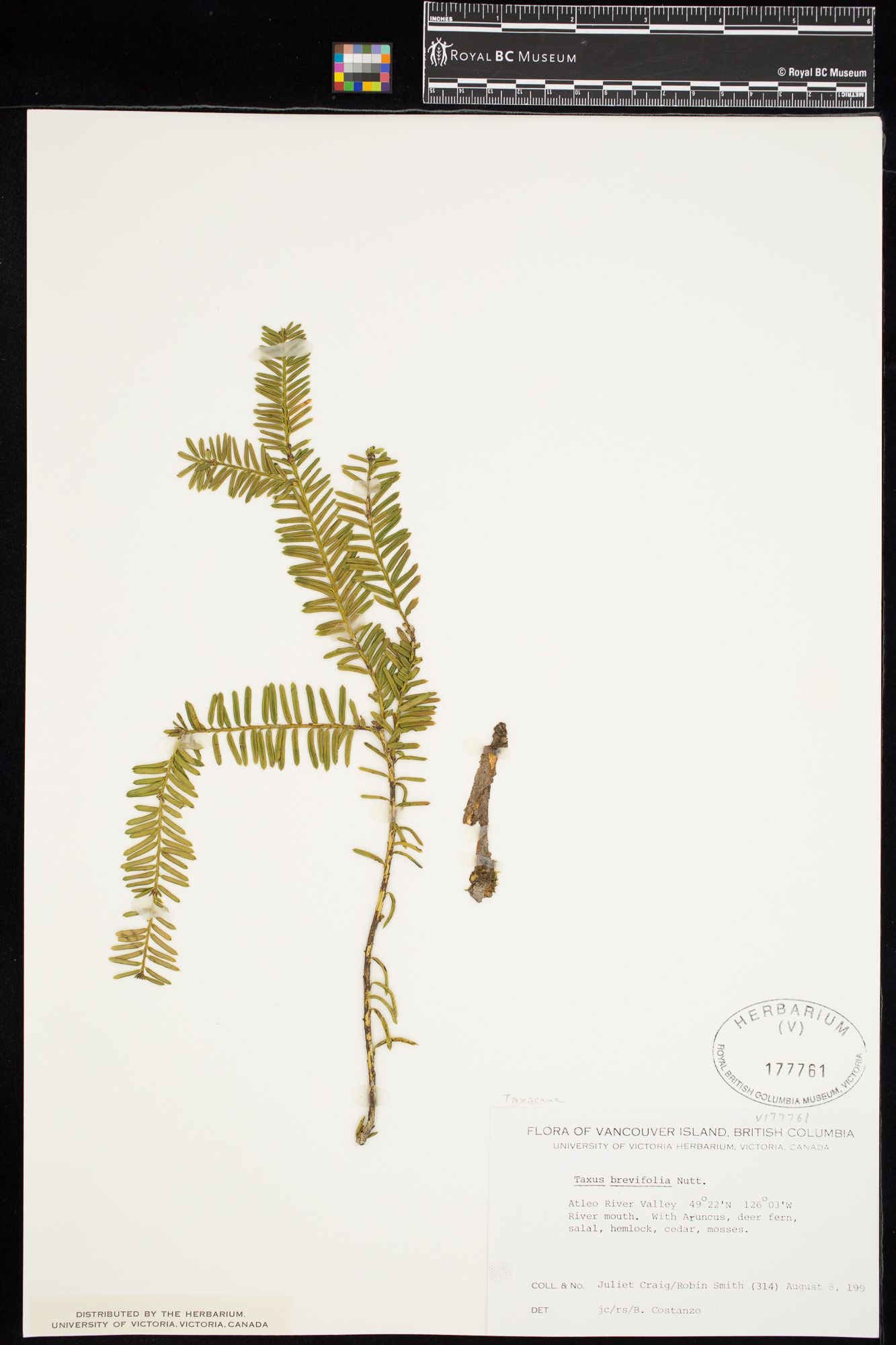 Image representing Taxus brevifolia.