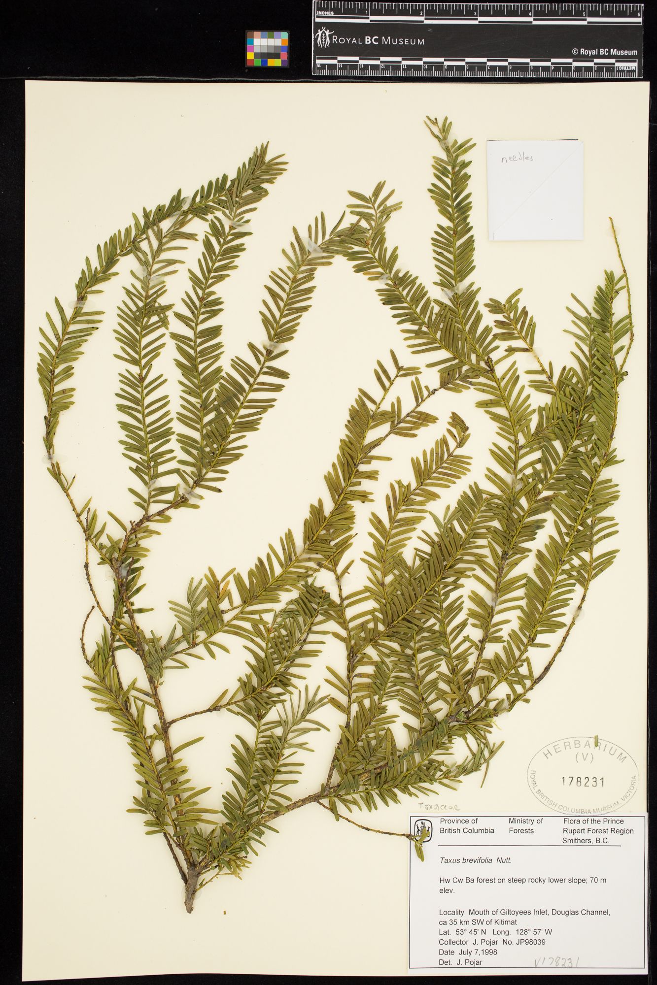 Image representing Taxus brevifolia.