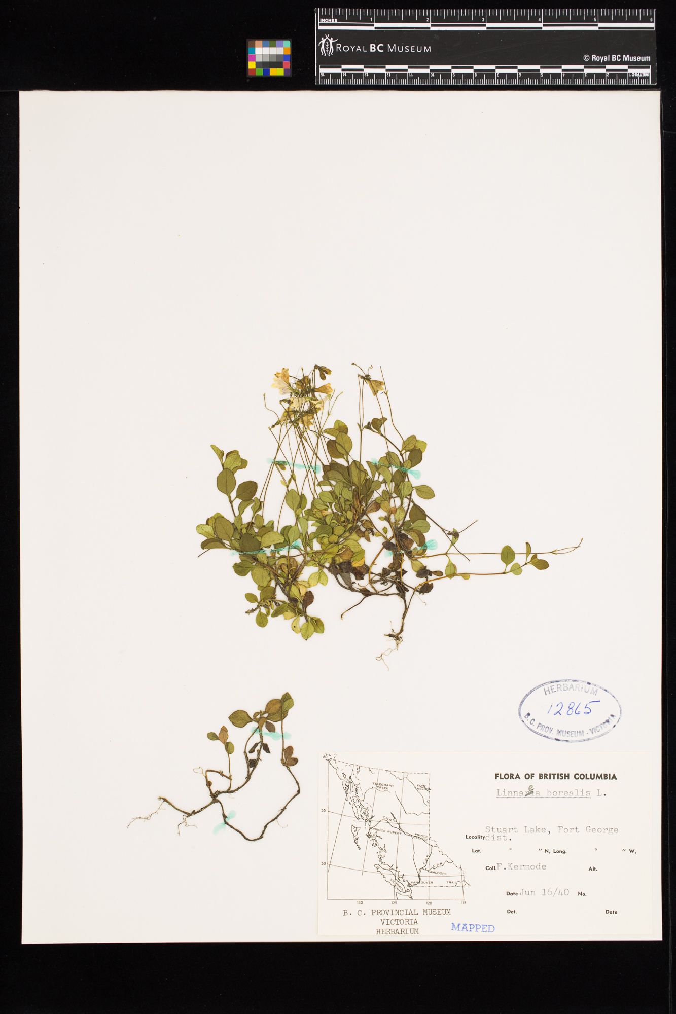 Image representing Linnaea borealis ssp. longiflora.