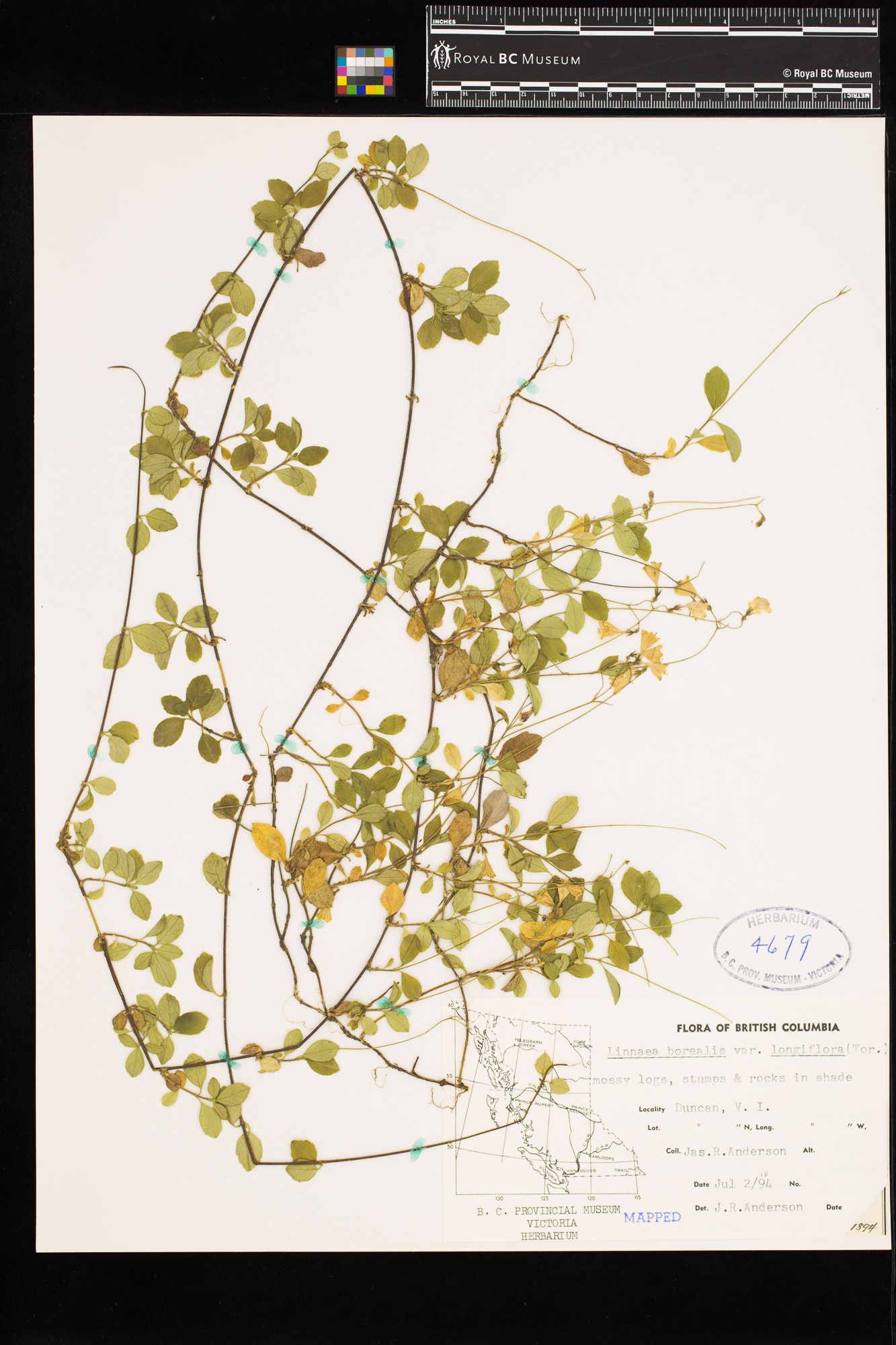 Image representing Linnaea borealis ssp. longiflora.