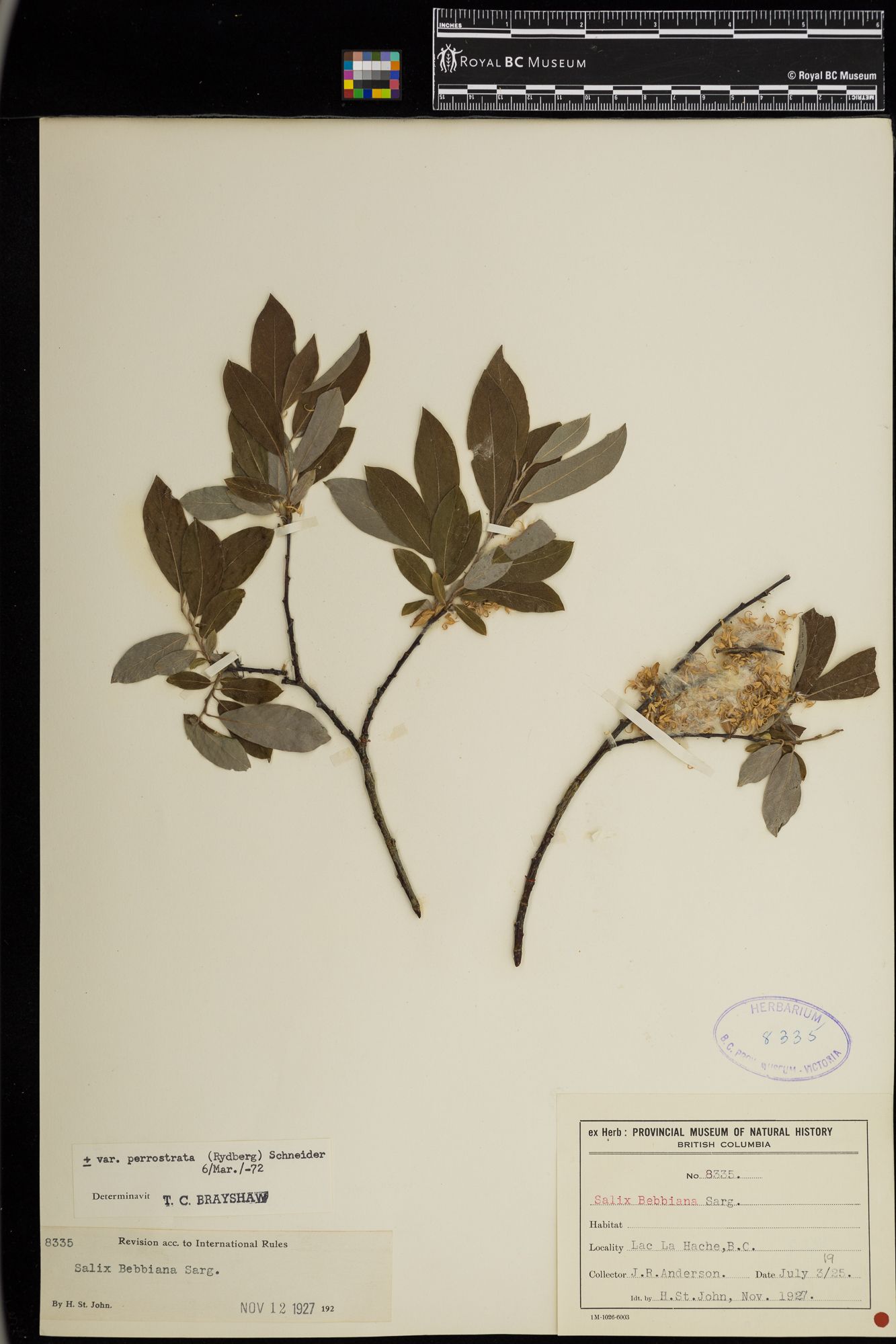 Image representing Salix bebbiana var. perrostrata.