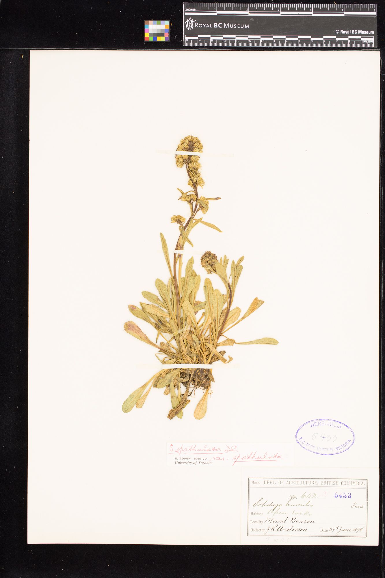 Image representing Solidago glutinosa.