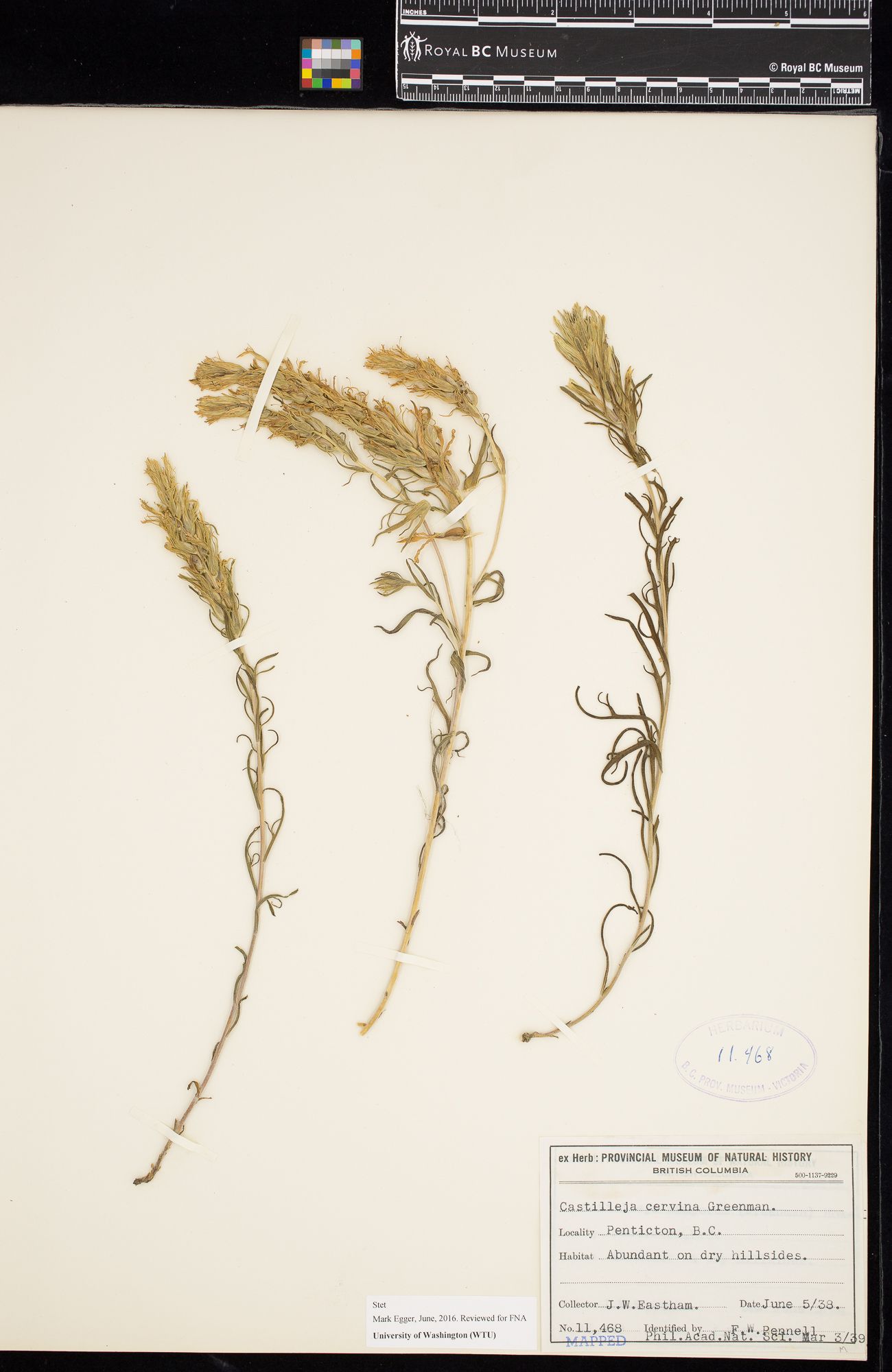 Image representing Castilleja cervina.